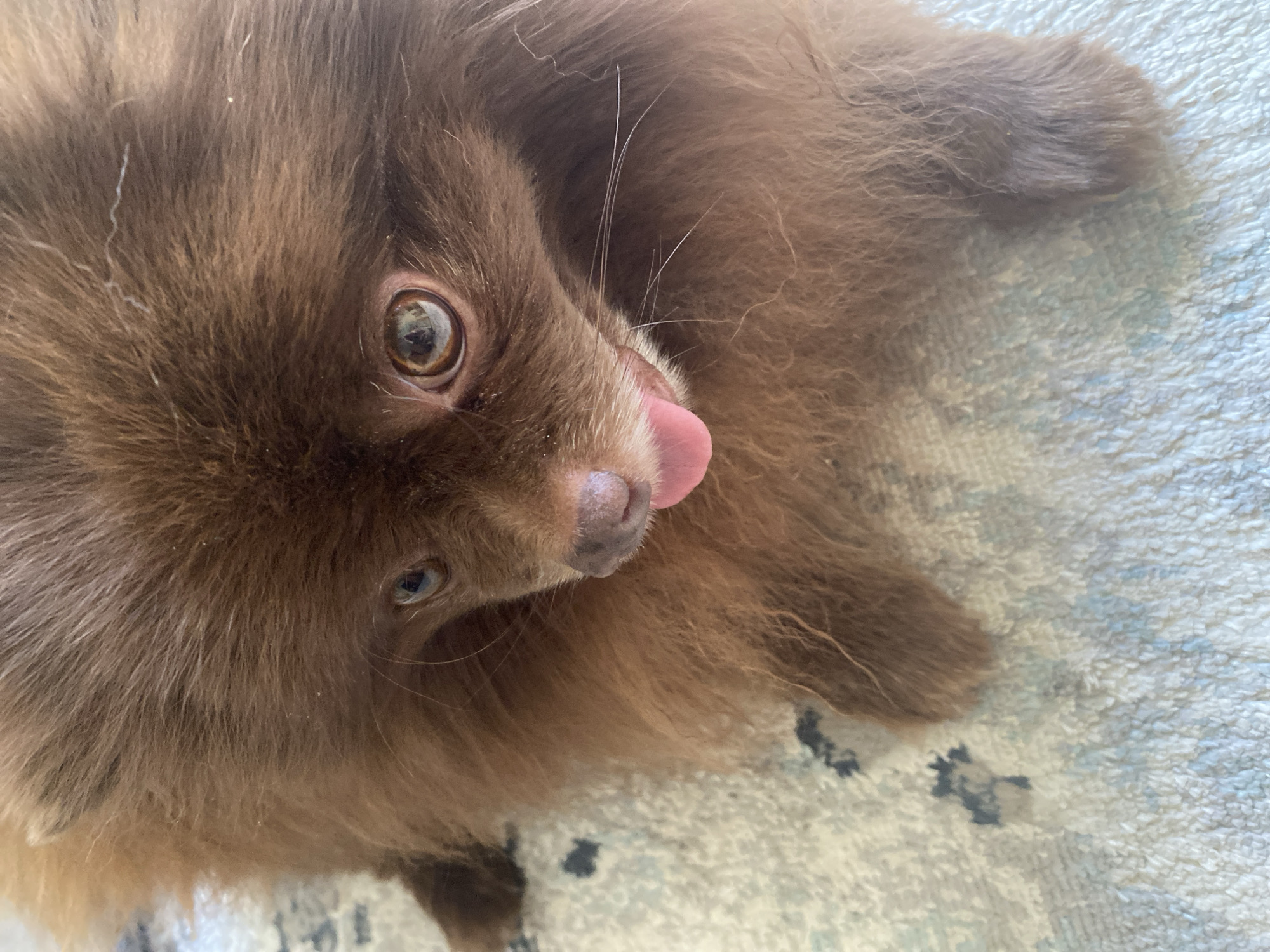 The image shows a close-up view of a fluffy brown Pomeranian dog lying on a textured surface. The dog's head is angled slightly to the right, with its pink tongue peeking out. The dog's eyes are light brown and appear to be looking slightly off-camera. The background is a light-colored rug with a subtle pattern. There is no visible information in the image to suggest a specific location in the city of Oryol, Russia.