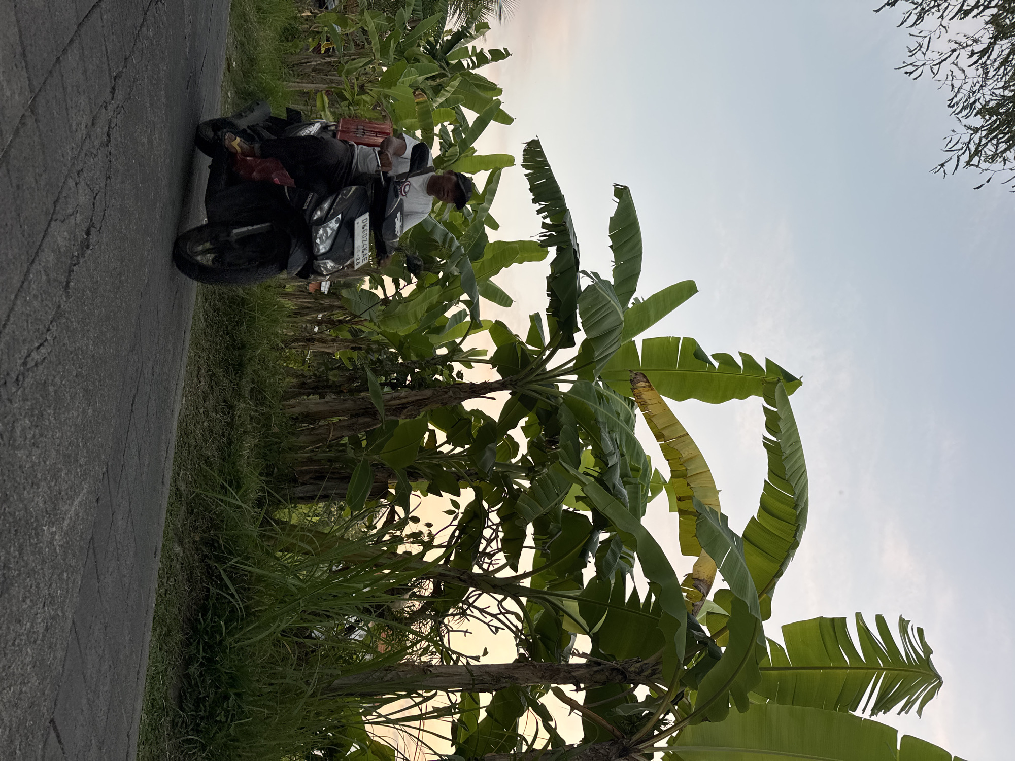 In Tegallalang, Indonesia, a person sits on a motorcycle parked on a paved road. The motorcycle is black and has a red crate strapped to the back. The person is wearing a white shirt and a black cap. Banana trees with large green leaves surround the scene, creating a lush and tropical atmosphere. The sky is a pale blue, suggesting either early morning or late afternoon. The overall mood is peaceful and serene, with the natural beauty of the surroundings being a prominent feature. Visible text on the motorcycle's license plate reads "DK6922GAE."