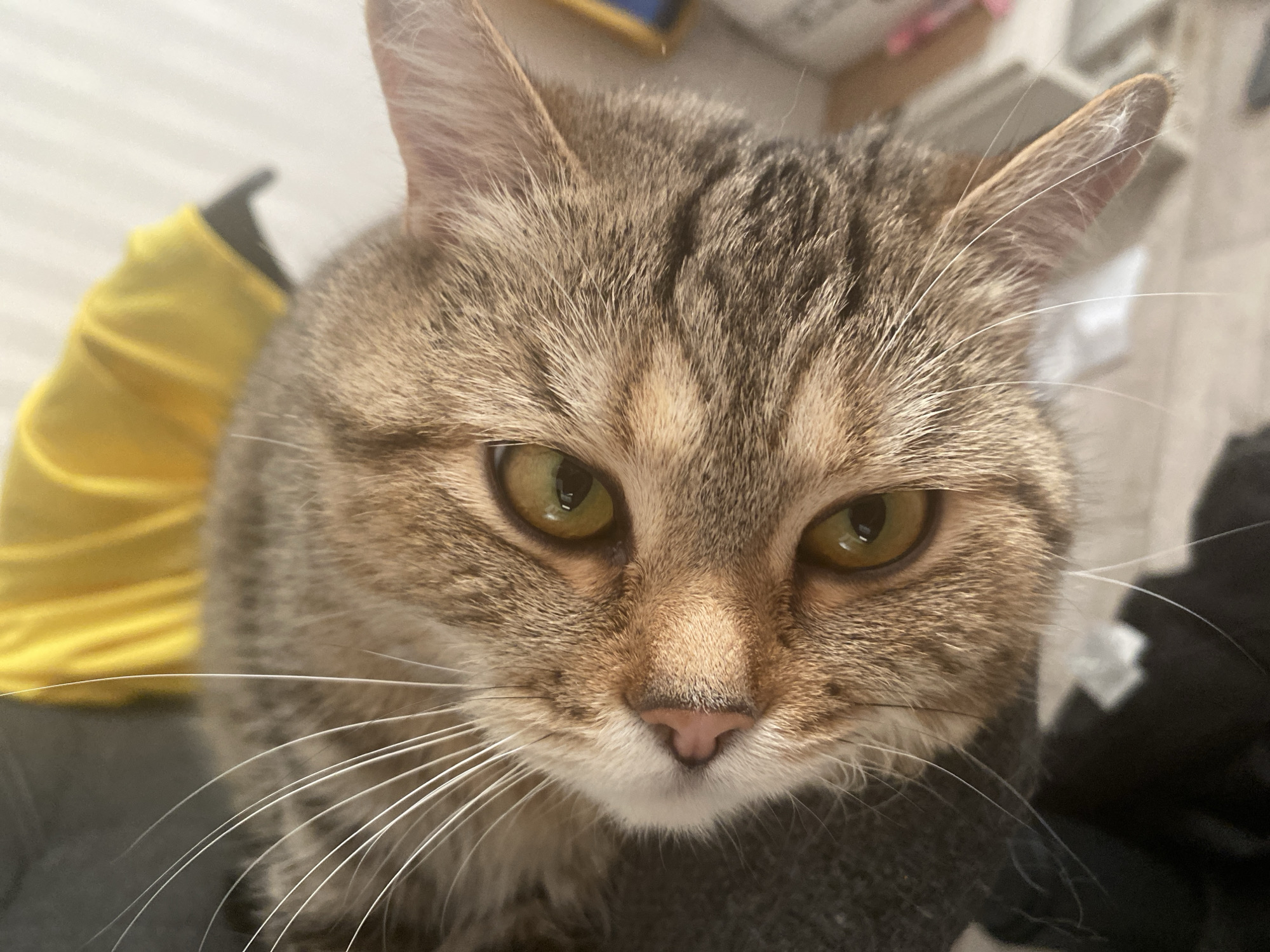 An extreme close-up shot captures a tabby cat's face as it looks directly into the camera. The cat's fur exhibits shades of brown and tan with distinct tabby markings. Its large, round eyes are a striking yellow-green, reflecting the ambient light. The cat's nose is a delicate pink, surrounded by white whiskers that fan out from its muzzle. The background is blurred, with a yellow object partially visible in the upper portion and what appears to be household furniture in the lower right. The perspective is from above, looking down at the cat. The scene is set in an indoor environment in an unknown location.