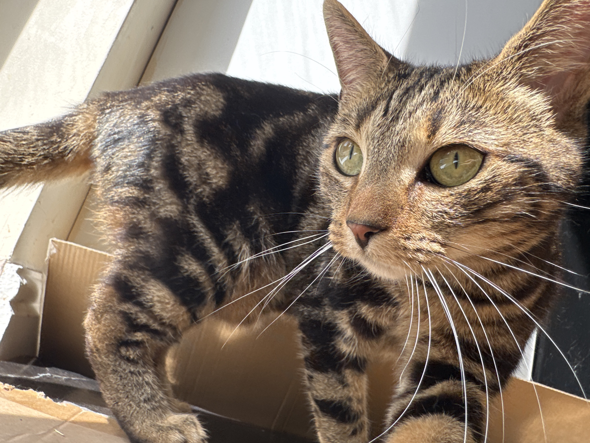 A close-up, low-angle shot features a brown tabby cat with striking green eyes. The cat is standing inside a cardboard box. Sunlight streams in from the top left, illuminating the cat and casting shadows. The cat is positioned with its body angled to the left, but its head is turned towards the right. The cat's whiskers are long and white. The background consists of the interior of the cardboard box and glimpses of what seems to be a window frame. The location in the city of Desborough, United Kingdom is not directly verifiable from the image content alone.
