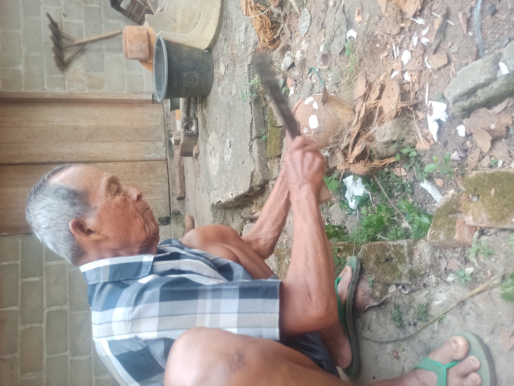 In Tuba, Indonesia, an elderly man with graying hair, wearing a blue and white checkered shirt and dark shorts, is crouched down to husk a coconut. He is using a large, curved machete to strike the coconut, which is partially de-husked and rests on the ground. The man is wearing green flip-flops. The environment appears to be an outdoor, somewhat unkempt area with a concrete floor, a brick wall in the background, a wooden door, a rake, and a dark plastic bucket. There is also debris on the ground, including dry leaves and coconut husks. Green vegetation is growing between the concrete slabs.
