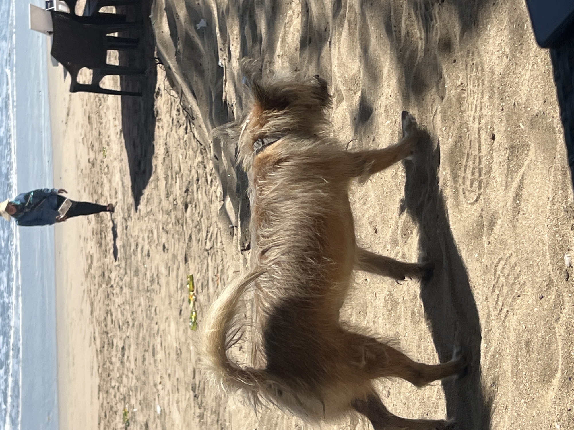 A dog with shaggy tan fur walks across a sandy beach in Kuta, Indonesia. The dog is facing to the right, with its tail curved upwards. In the background, a person wearing a blue jacket and a straw hat walks towards the ocean. Beach chairs and a table are visible to the right. The sand is rippled by the wind, and the ocean with gentle waves is in the distance.