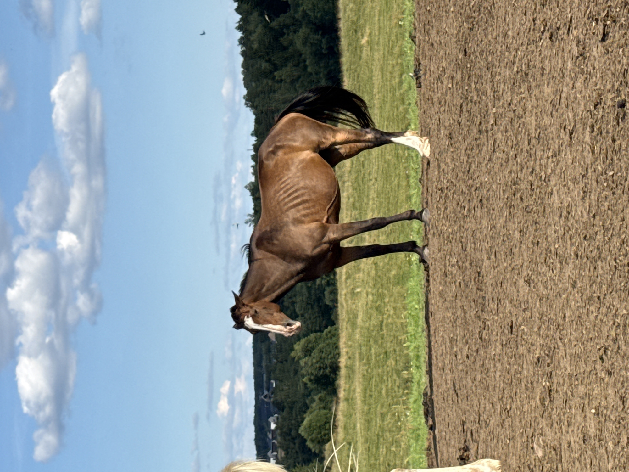 In Galinė, Lithuania, a brown horse stands in a muddy field under a blue sky with white clouds. The horse has a white marking on its face and a black mane and tail. Its ribs are visible, suggesting it is underweight. Behind the horse, a green field stretches to a line of trees. In the distance, houses are visible amongst the trees. The image appears to have been taken during daylight hours.