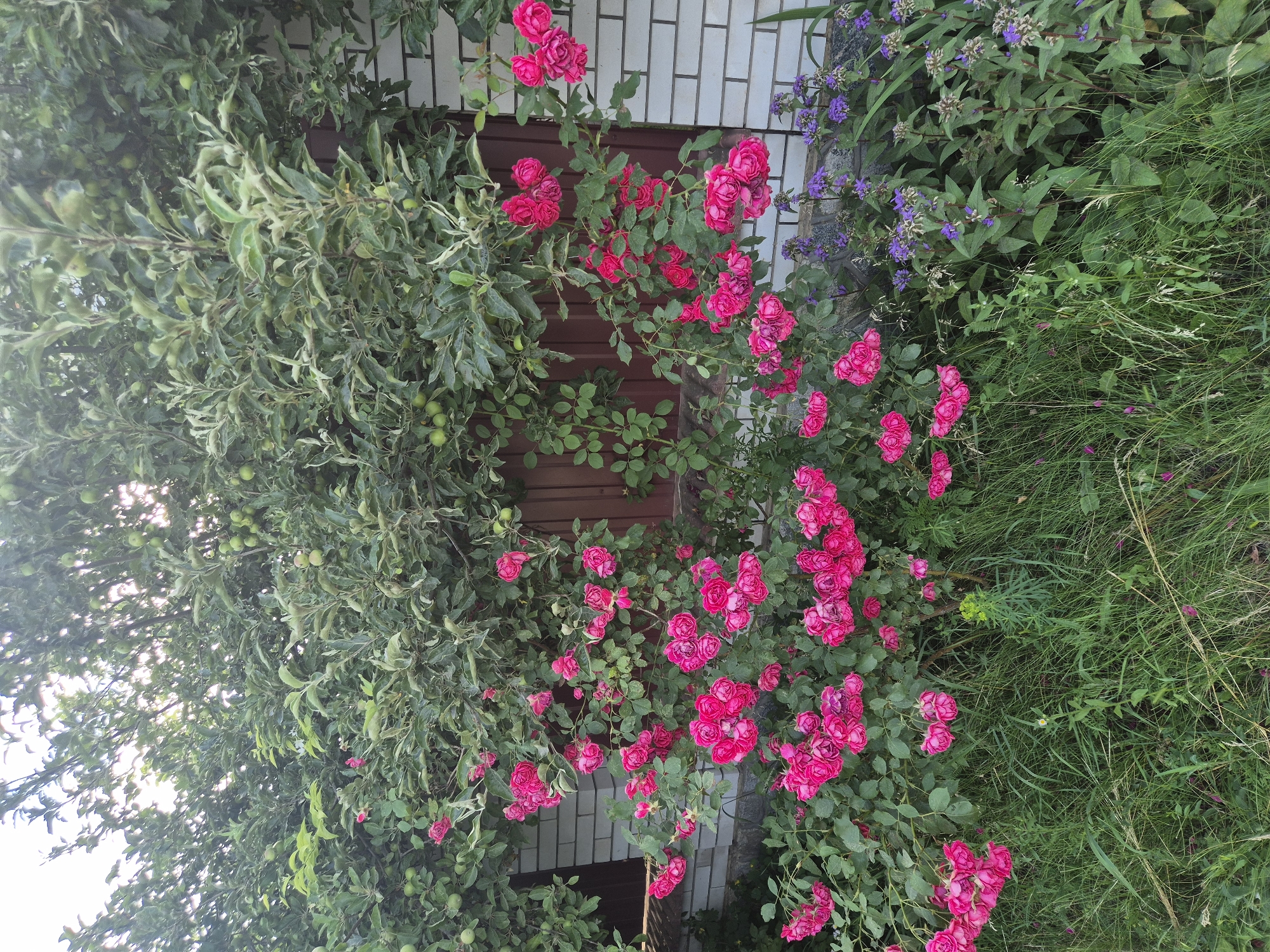 A vibrant cluster of dark pink roses climbs a wall, their petals a deep, saturated hue. Intertwined with the roses are delicate sprigs of small, purple flowers, adding a touch of contrast. The roses cascade downwards, some still in bud, others in full bloom, creating a lush and abundant display. Behind the flowers, a section of wall is visible, constructed from pale bricks. To the left of the roses, a dense bush with variegated green and white leaves creates a contrasting texture, with small, green, unripe fruits dotting its branches. To the right of the roses, tall, green grass grows wild, giving a sense of an overgrown garden. The scene appears to be an outdoor setting, possibly a garden or the side of a building, bathed in natural light, suggesting daytime. The overall impression is one of natural beauty and abundant growth. There is no visible text.