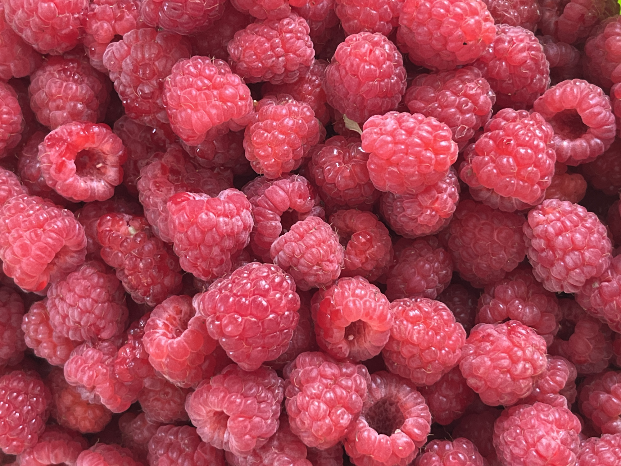A close-up, overhead, full-frame shot displays a dense collection of ripe raspberries. The berries are a vibrant pinkish-red hue and exhibit their characteristic bumpy texture. The image is uniformly lit, highlighting the rich color and intricate details of each individual raspberry. There are no people, structures, or any environmental context suggesting a specific location within Psebai, Russia, or any other urban setting. The focus is solely on the fruit itself.