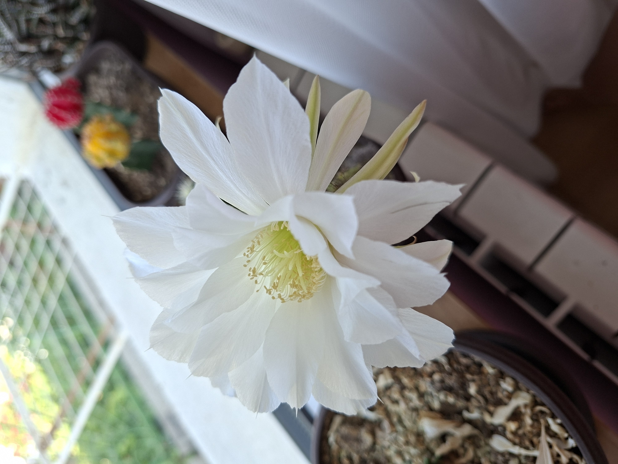 A close-up, eye-level shot shows a white cactus flower in full bloom. The flower is the primary subject, dominating the foreground with its delicate, layered petals and a bright yellow stamen. The background is blurred, showing a window with a view of greenery outside, and other potted cacti, one with a red and yellow bloom, are visible behind the main flower. The setting appears to be indoors, near a window.