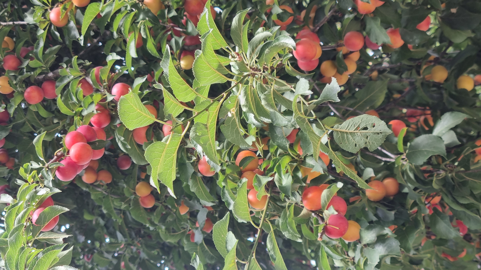 This is a close-up, eye-level shot of a plum tree laden with ripe fruit in Berehove, Ukraine. The plums, a mix of red and orange hues, are clustered on branches amidst abundant green foliage. The scene appears to be outdoors, possibly in a residential area or park, with the natural light suggesting it was taken during the daytime. There are no people visible in the image. The focus is entirely on the fruit-bearing tree, highlighting the abundance of the harvest.