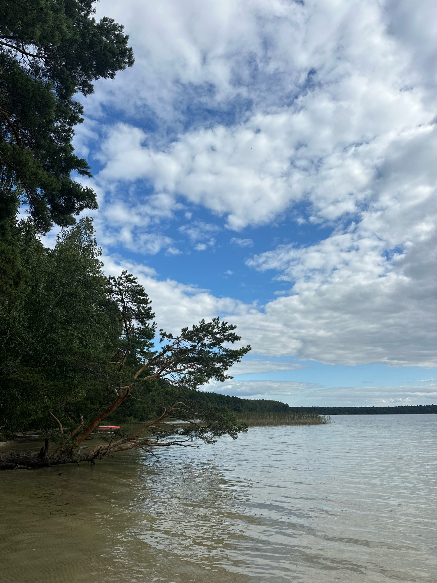 The image depicts a tranquil natural scene at the edge of a lake. A sandy shoreline is visible in the foreground, with shallow, clear water revealing the sandy bottom. The water has gentle ripples. To the left, a dense forest of green trees, including pine and birch, borders the shore. A large pine tree extends its branches over the water, with one fallen log lying partially submerged near the shore. In the distance, across the calm lake, is a treeline of darker green foliage, and beyond that, a hazy horizon. The sky is a mix of blue patches and white, fluffy clouds, suggesting a partly cloudy day. A small, bright red object, possibly a kayak or boat, is partially visible nestled among the trees on the shore. The overall impression is one of a secluded and peaceful lakeside environment within the Мядзельскі сельскі Савет region of Belarus.