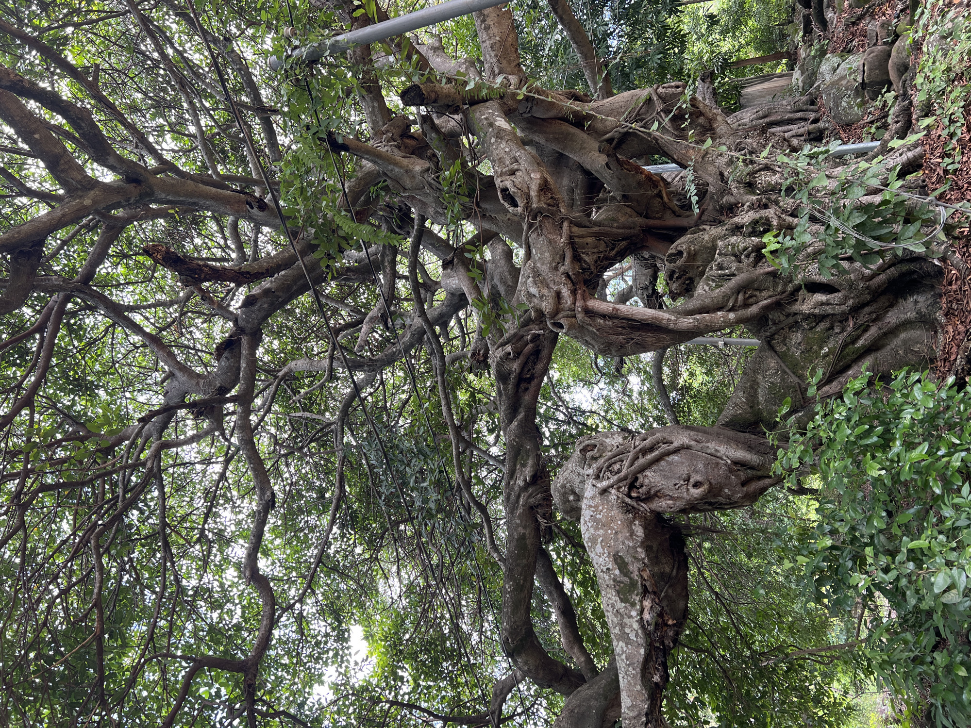 An aged, massive banyan tree with thick, gnarled branches dominates the frame, its roots intricately interwoven with the trunk and exposed rocks. The tree is situated outdoors in a densely vegetated area, likely a park or natural setting, with lush green foliage surrounding its base. Overhead, the tree's canopy is dense with leaves, filtering the daylight. A gray utility pole is visible on the right side of the image, with thin wires crisscrossing through the branches. The ground is covered with fallen leaves and some smaller plants. The scene appears to be a section of the famous "El Amate" banyan tree located in Amapalita, El Salvador. There are no people or animals visible in the image.