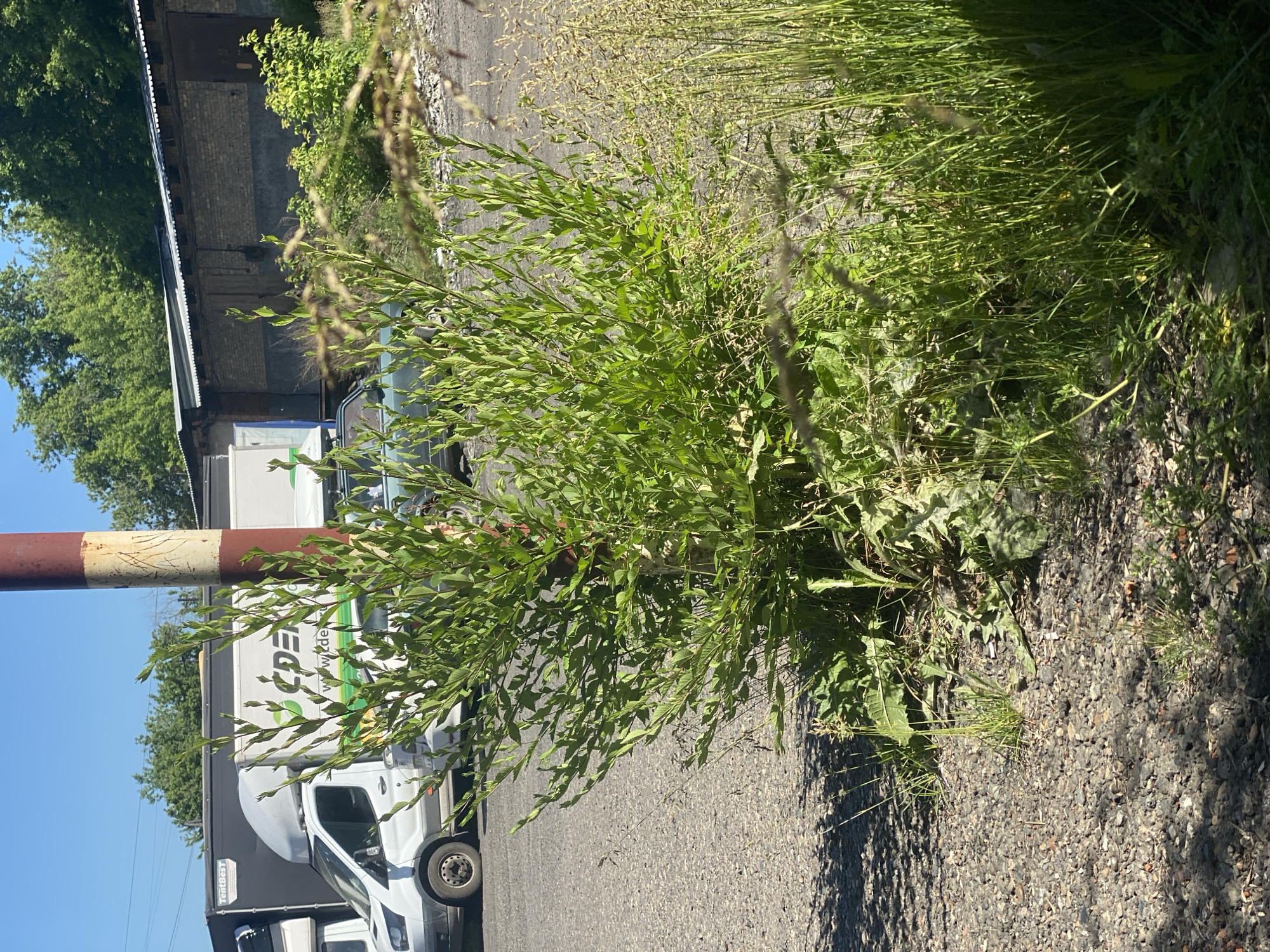 The image depicts an outdoor scene on a sunny day. In the foreground, a large green bush with many leaves is prominent, with dry grasses to its right. The ground is a mix of asphalt and gravel, with shadows cast from an unseen object.
In the background, several vehicles are visible, including a white van with "CDEK" logo and text "www.cdek.ru" on its side, and a large black truck with "TentBEST" branding. Behind the vehicles, a long, low building with a corrugated metal roof and brick walls stands. Lush green trees are visible beyond the building. A tall, cylindrical pole, painted with red and white stripes, is situated to the right of the bush.
This scene is consistent with a logistics or industrial area. Based on the presence of the "CDEK" logo, which is a Russian logistics company, and the typical appearance of such facilities, this location could be in an industrial zone within a city like Novokuznetsk, Russia. There are no people or discernible actions in the image.