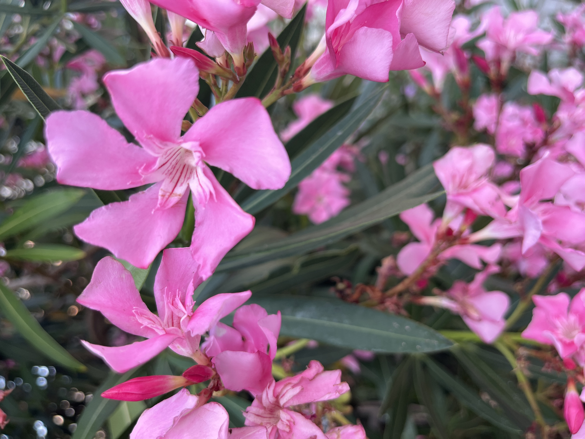 A close-up, shallow depth-of-field photograph focuses on a cluster of vibrant pink oleander flowers. The foreground is dominated by a large, fully bloomed flower, its delicate petals unfurling to reveal a striped, lighter pink interior. To the left and bottom, other pink blooms and a pointed bud are visible. The background is a soft blur of more pink flowers and the dark green, elongated leaves of the oleander plant, with some bokeh effects from distant lights. The image appears to have been taken during daylight hours, likely outdoors, with the lush greenery and blooming flowers suggesting a warm climate. The overall impression is one of natural beauty and tranquility. The image was taken in Budva, Montenegro. No text is visible.