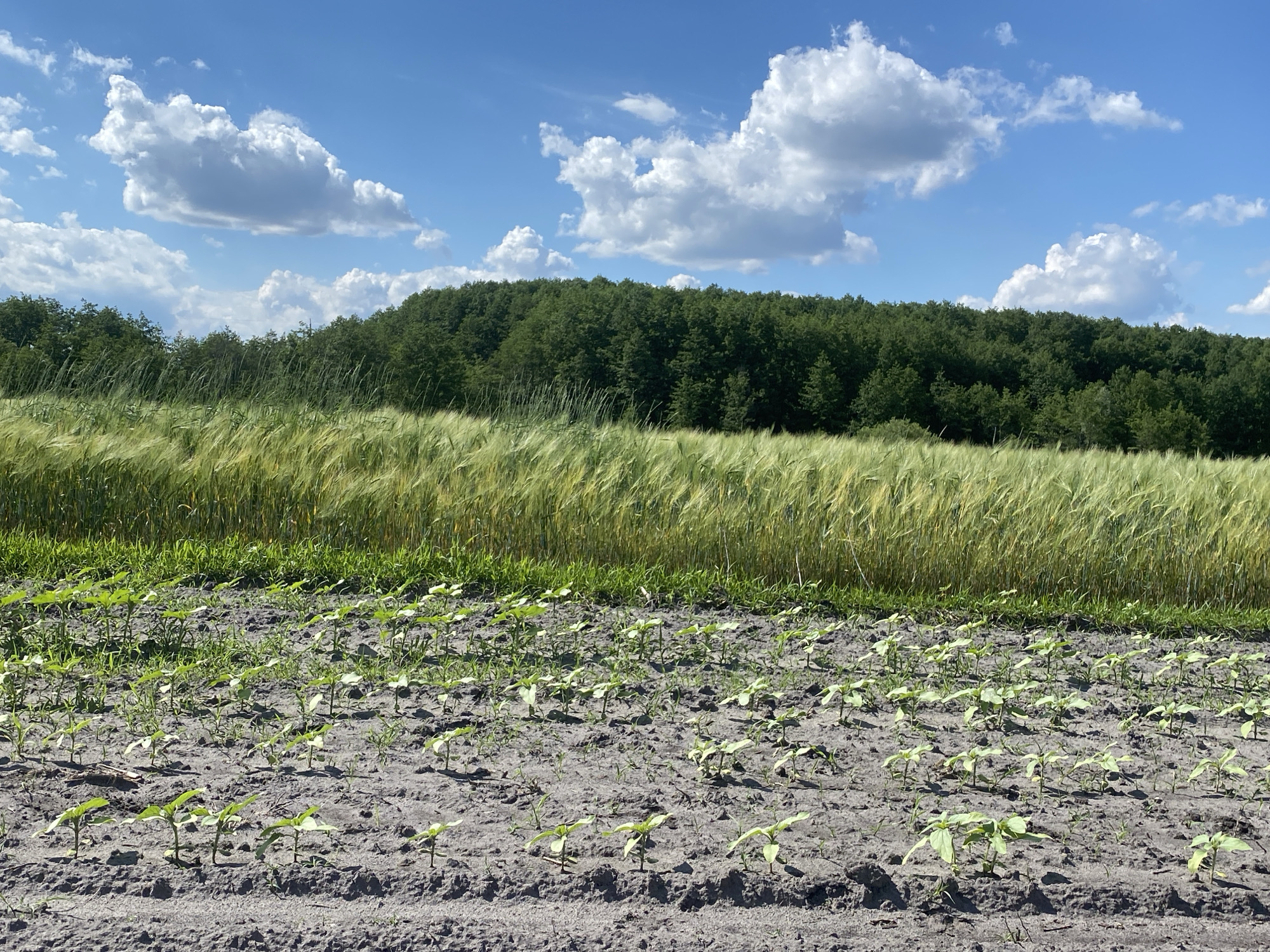 In Ustyvytsya, Ukraine, a sunny day features a field of young plants in the foreground. These small, green sprouts are arranged in neat rows in dark soil, with some evidence of weeds interspersed. Behind this young crop, a field of taller, golden-green grass, likely wheat or barley, sways gently in the breeze. Further in the background, a dense line of dark green trees forms a horizon against a bright blue sky dotted with fluffy white clouds. The scene depicts a rural landscape under clear, summery weather conditions.