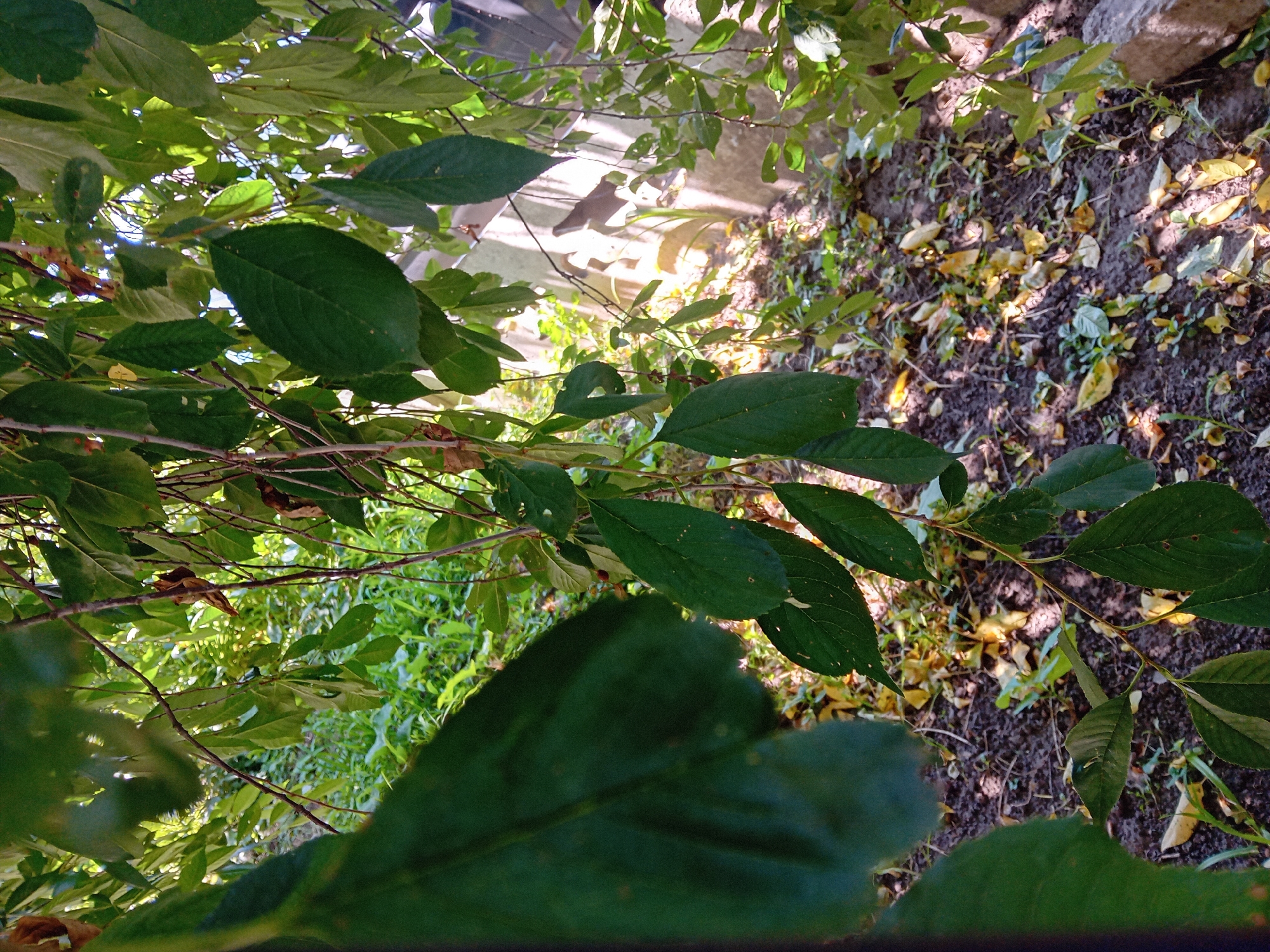 The image shows a close-up view of green leaves and branches of a tree. Sunlight filters through the foliage, creating dappled shadows on the ground below. The ground is covered with dark soil, scattered with fallen yellow and brown leaves, and some sparse green vegetation. In the background, a light-colored wall or structure is partially visible, casting strong shadows. The scene appears to be an outdoor environment, possibly a garden or park, in Chuhuiv, Ukraine, on a sunny day. There are no people or animals visible in the image.