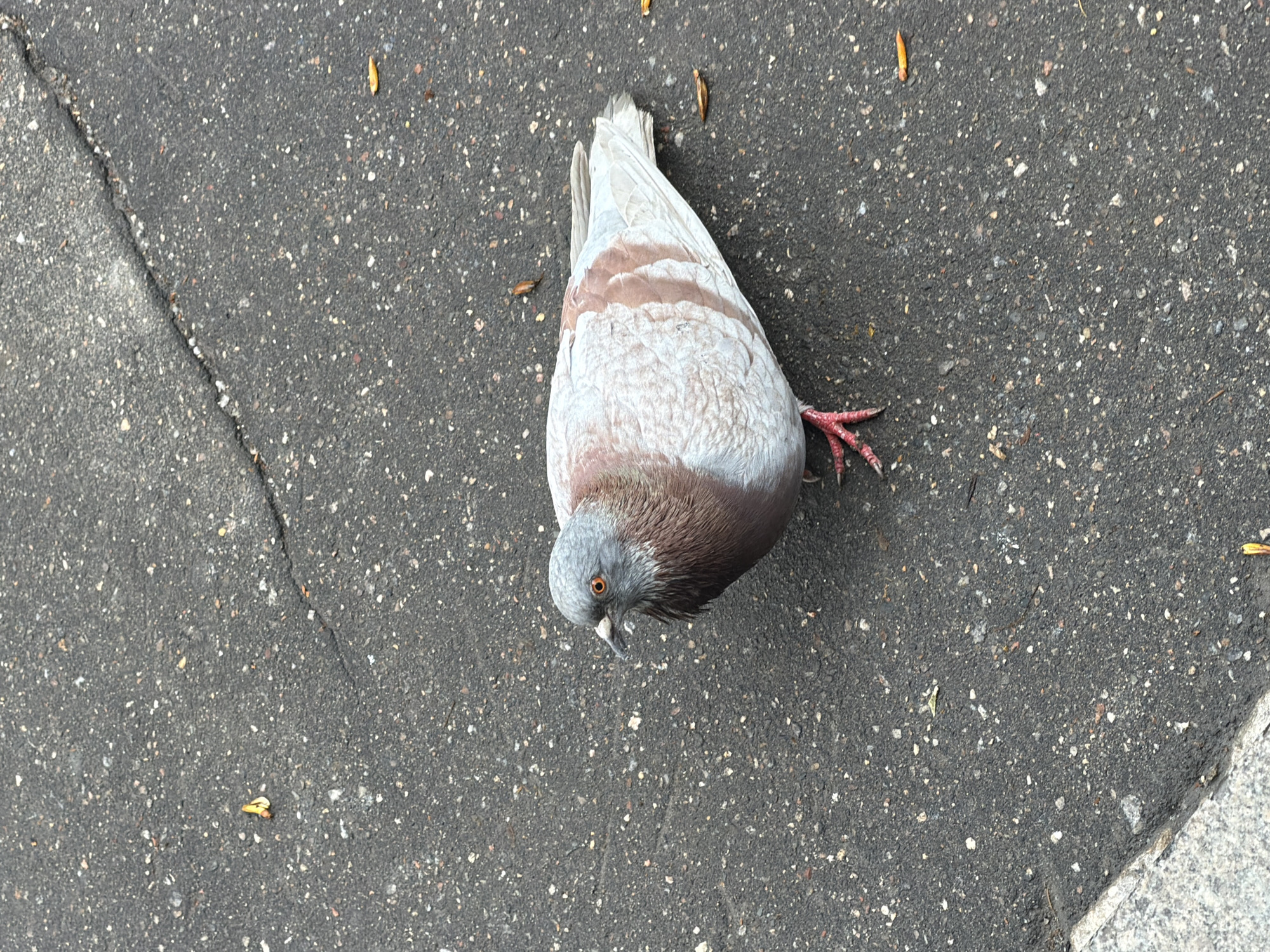 The image shows a pigeon lying on a paved surface. The pigeon has grey, brown, and white feathers and reddish legs. The paved surface is cracked and shows some small debris. The location is unknown. The photograph presents the scene from an overhead perspective.