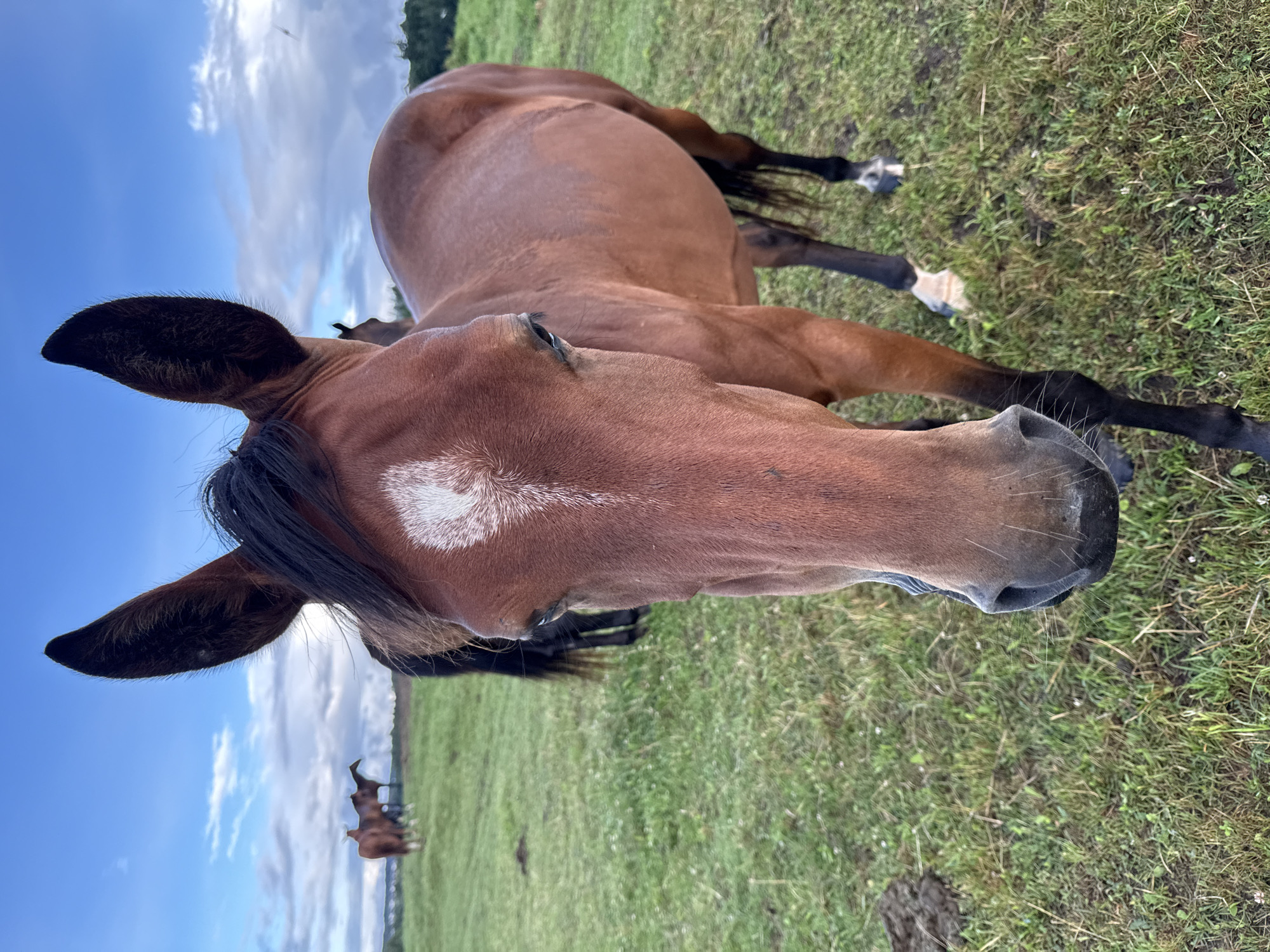 A medium shot shows a brown horse with a white blaze on its forehead. The horse is facing the camera, and its head and upper body are in focus. Its ears are pointed upwards, and its eyes are open. The horse is standing in a grassy field with a cloudy sky in the background. Several other horses are visible in the distance. The scene is outdoors and appears to be in a rural area. The location is the city of Galinė, Lithuania.