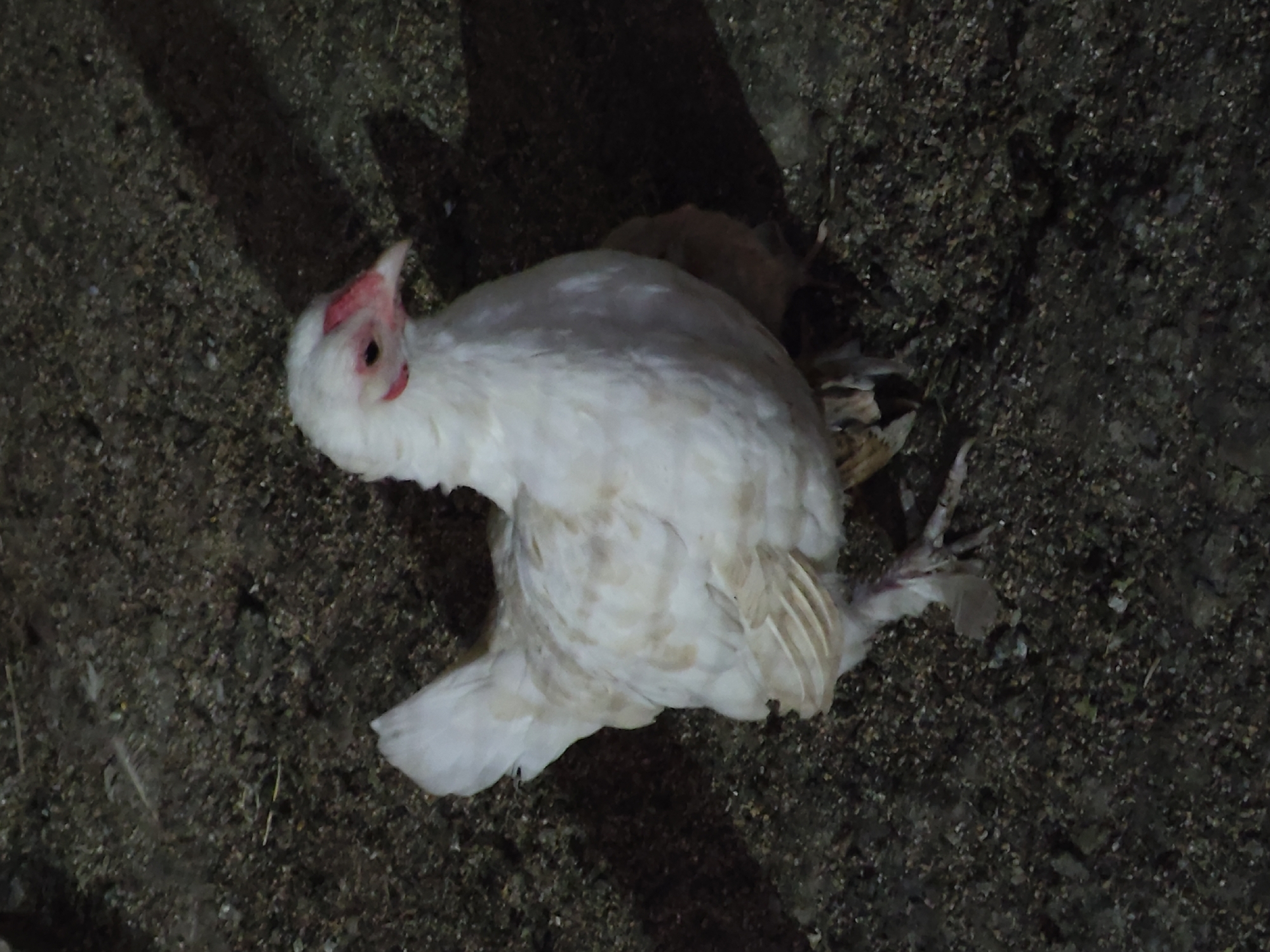 A white chicken is standing on dark, gravelly ground. The chicken has light-colored feathers with some tan markings and a red comb and wattle. The background is dark and indistinct, suggesting it is nighttime or a dimly lit area. There is a shadow cast by the chicken to its right. No specific location in Leninkent, Russia, can be determined from the image.