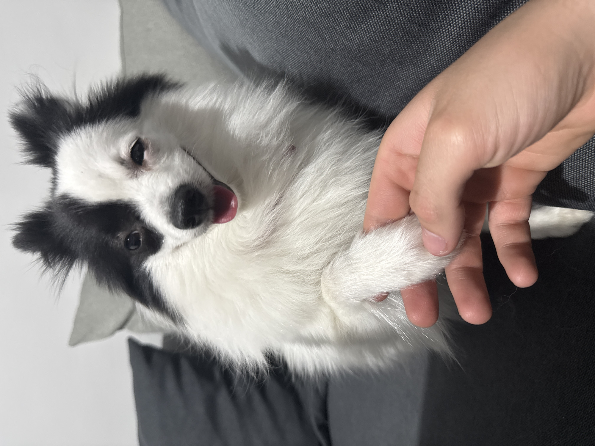 A medium shot depicts a black and white dog lying on a gray fabric surface, possibly a couch, indoors. A human hand is holding the dog's paw. The dog is looking toward the camera with its tongue slightly out. The image is rotated approximately 90 degrees clockwise. There is no indication of the image being taken in Stara Zagora, Bulgaria.
