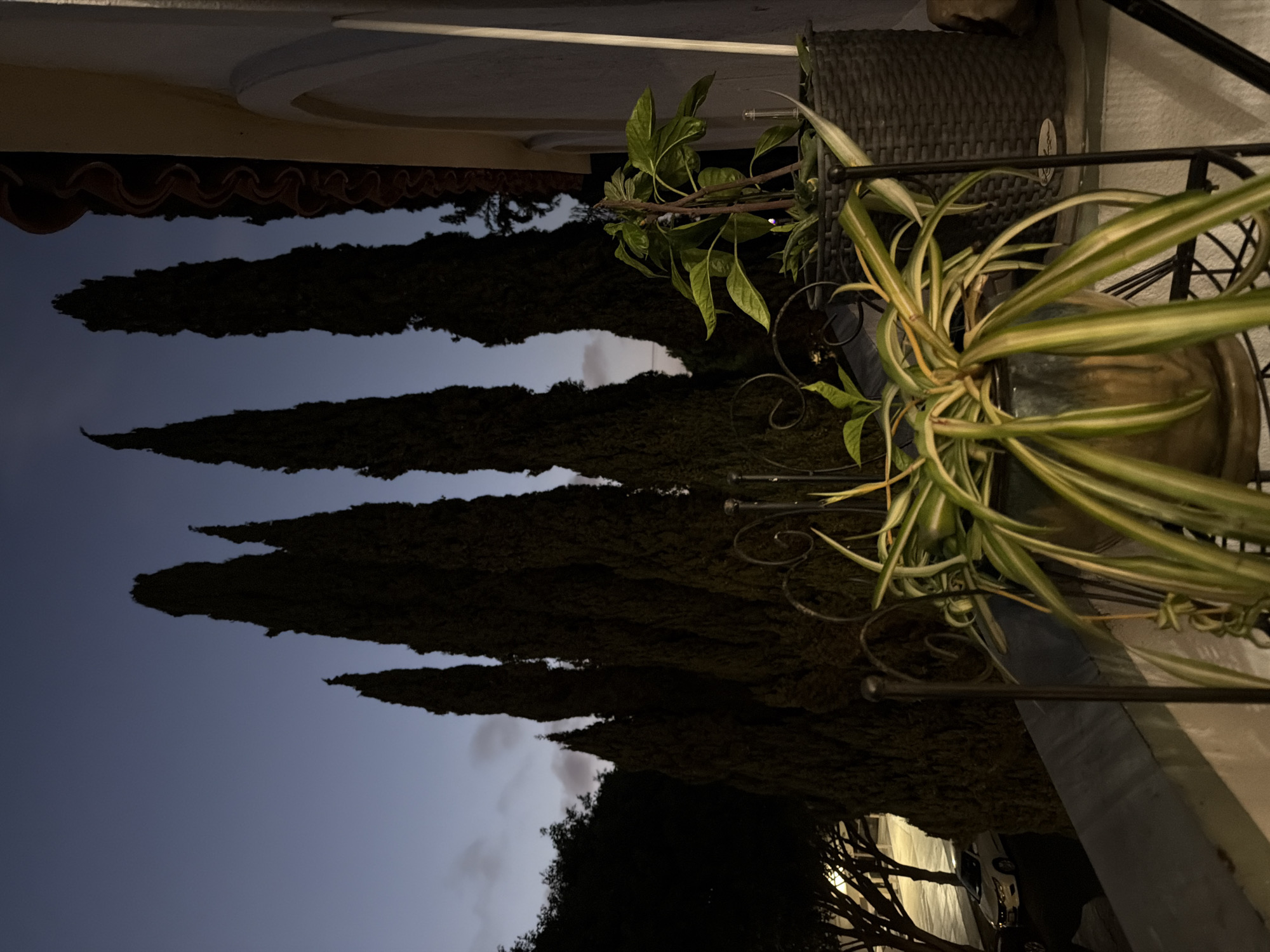 In the city of Unknown, Unknown, the image captures a balcony scene at dusk. Tall, dark cypress trees dominate the background, silhouetted against a twilight sky. A terracotta-tiled roofline is visible on the right, adjacent to a white wall. In the foreground, potted plants are arranged on the balcony. A spider plant with long, variegated leaves sits in a dark, glossy pot, supported by a black metal stand. Behind it, another plant with broader green leaves stands in a dark gray woven basket. A street with a white car parked on the side is visible through the trees on the left, with a streetlight illuminating the pavement.