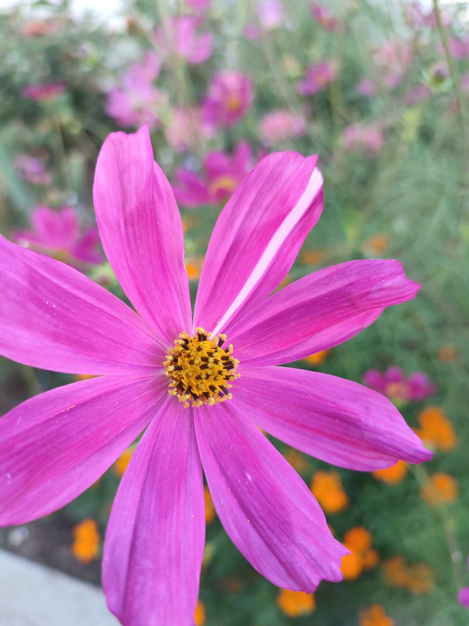 A close-up, eye-level shot of a vibrant pink cosmos flower with a distinct white stripe down one of its petals is featured prominently in the foreground. The flower's center is a cluster of yellow stamens tipped with dark brown anthers. The background is a soft blur of more pink and orange flowers, interspersed with green foliage. The scene appears to be an outdoor garden setting, potentially in the city of Budy, Ukraine. There are no people or animals visible. The lighting suggests daylight, possibly late afternoon given the soft, diffused illumination.