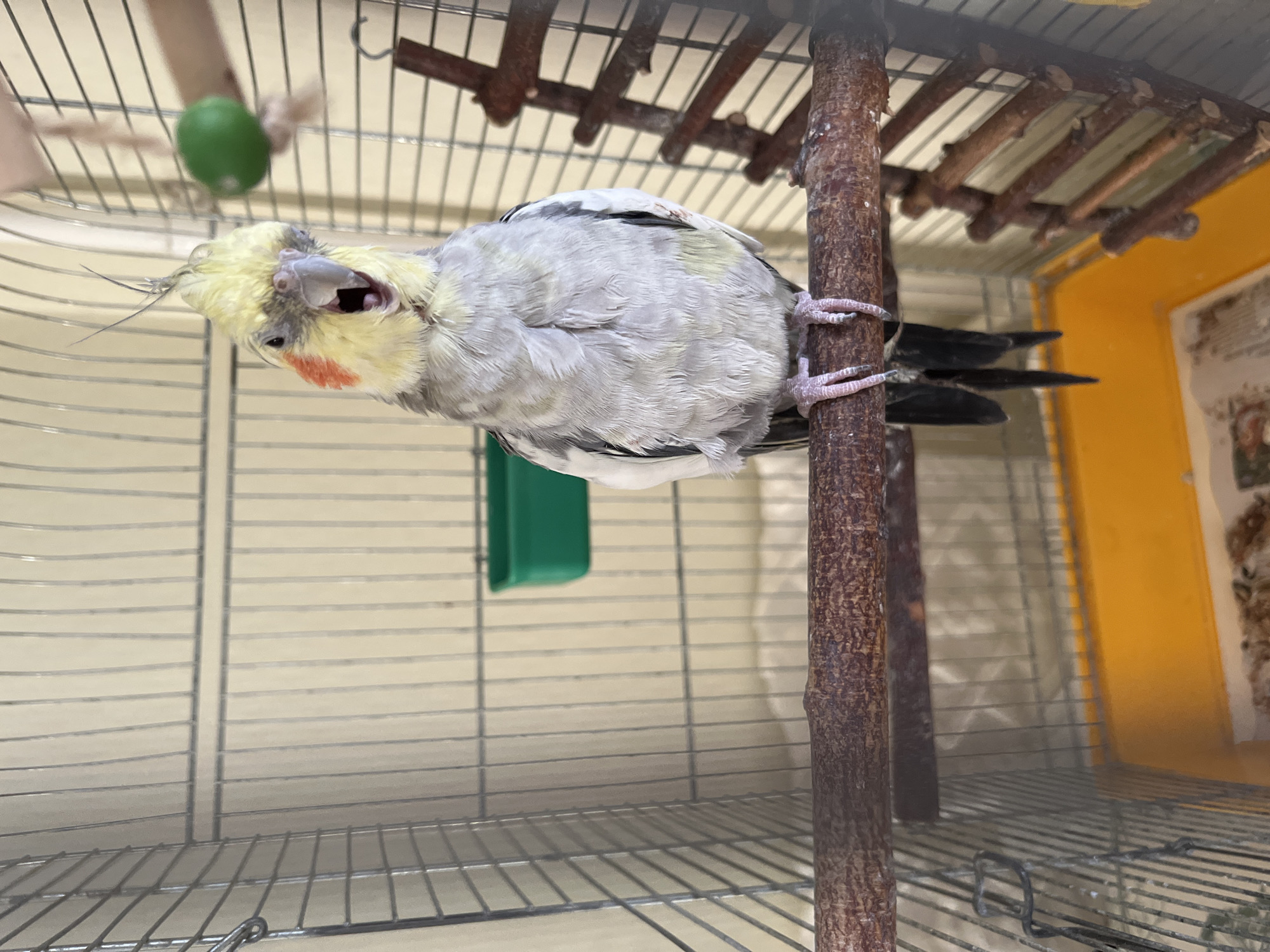 A close-up shot captures a cockatiel bird perched on a wooden branch inside a cage. The bird has a yellow crest, white and gray plumage, and orange cheek patches. Its beak is open wide, as if it is squawking or yawning. The cage is made of metal bars and has a yellow plastic base. A green food or water dispenser is attached to the cage wall on the left, and a wooden ladder toy is visible on the right. The background appears to be a light-colored wall. The image was taken indoors, likely in a residential setting in Korolyov, Russia.