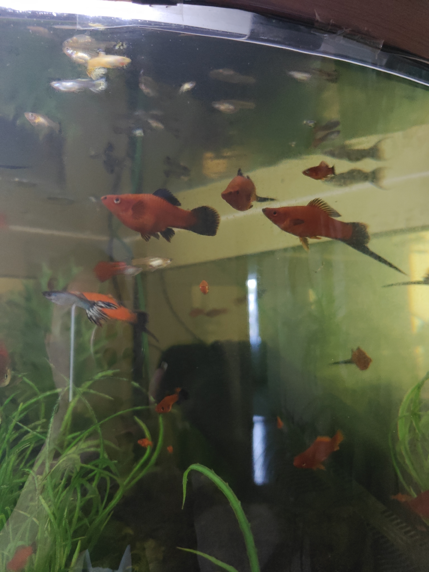 A fish tank containing several small, colorful fish is pictured. The fish are of various colors, including red, orange, and silver. Some of the fish are swimming, while others appear to be resting. The tank is filled with water and has some green aquatic plants. The background of the image is out of focus, but appears to be a room. There is no information available to determine the location in the city of Kotelva, Ukraine.