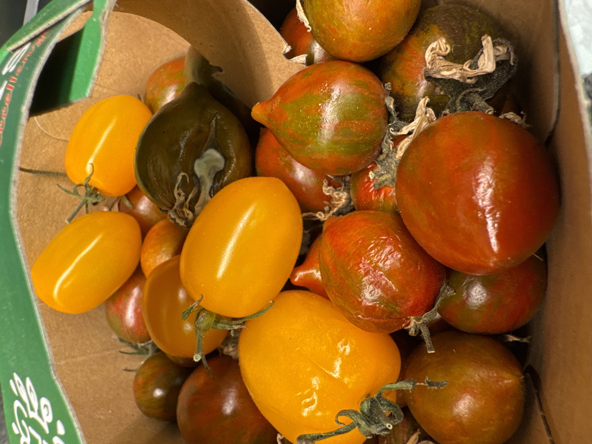 A close-up shot looking down into a cardboard container filled with a mix of yellow and brown/red/green heirloom tomatoes. The yellow tomatoes are oval or plum-shaped. The brown/red/green tomatoes vary in size, some are round, some pear-shaped. The container is partially visible, showing a green and tan/brown cardboard construction. The location in Budva, Montenegro is unknown.