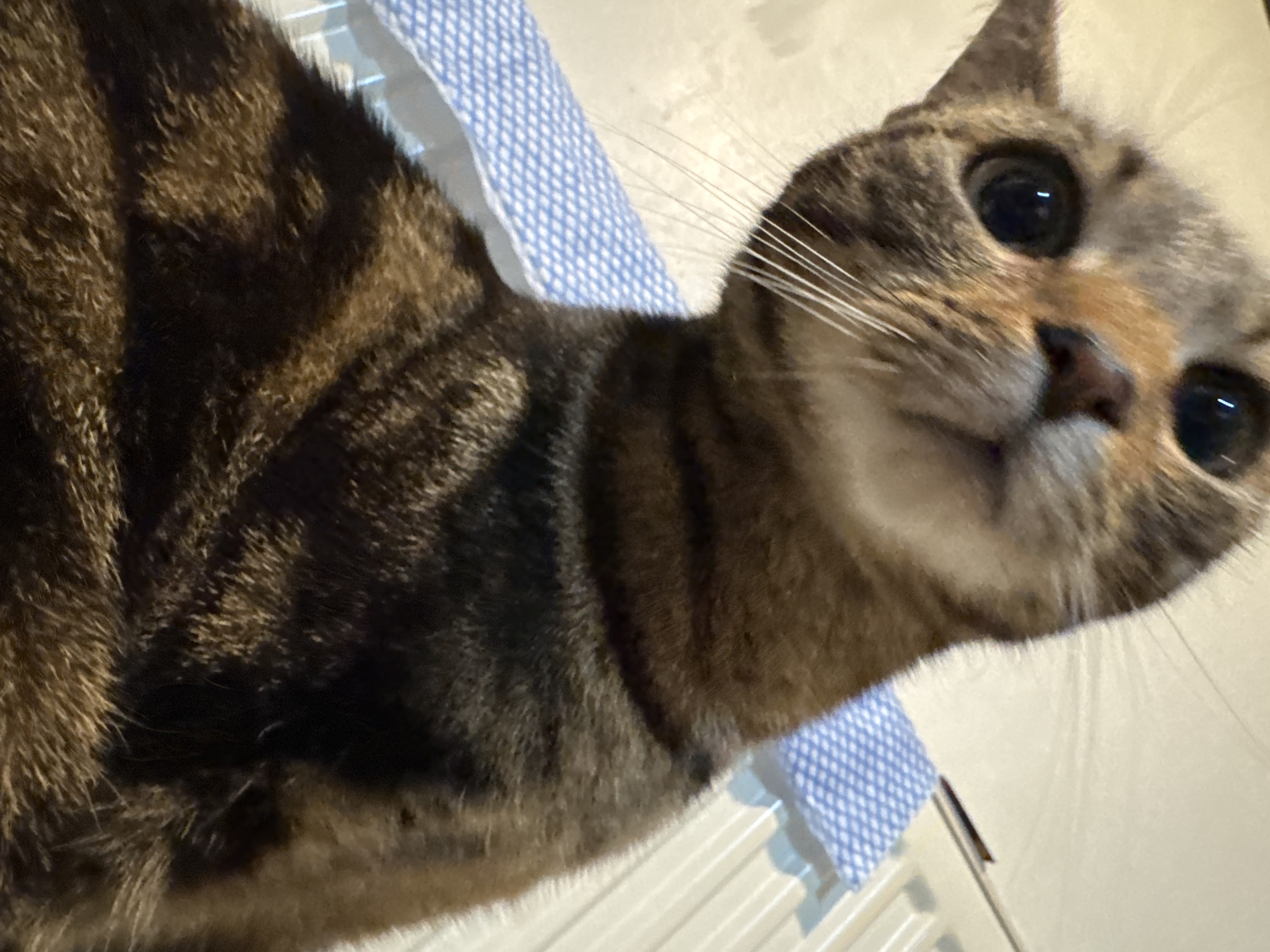 A close-up shot captures a tabby cat's face and upper body. The cat has brown and black stripes and large, round eyes reflecting light. Its whiskers are prominent. The background consists of a white surface with a blue and white checkered fabric. The location is not discernible from the image.
