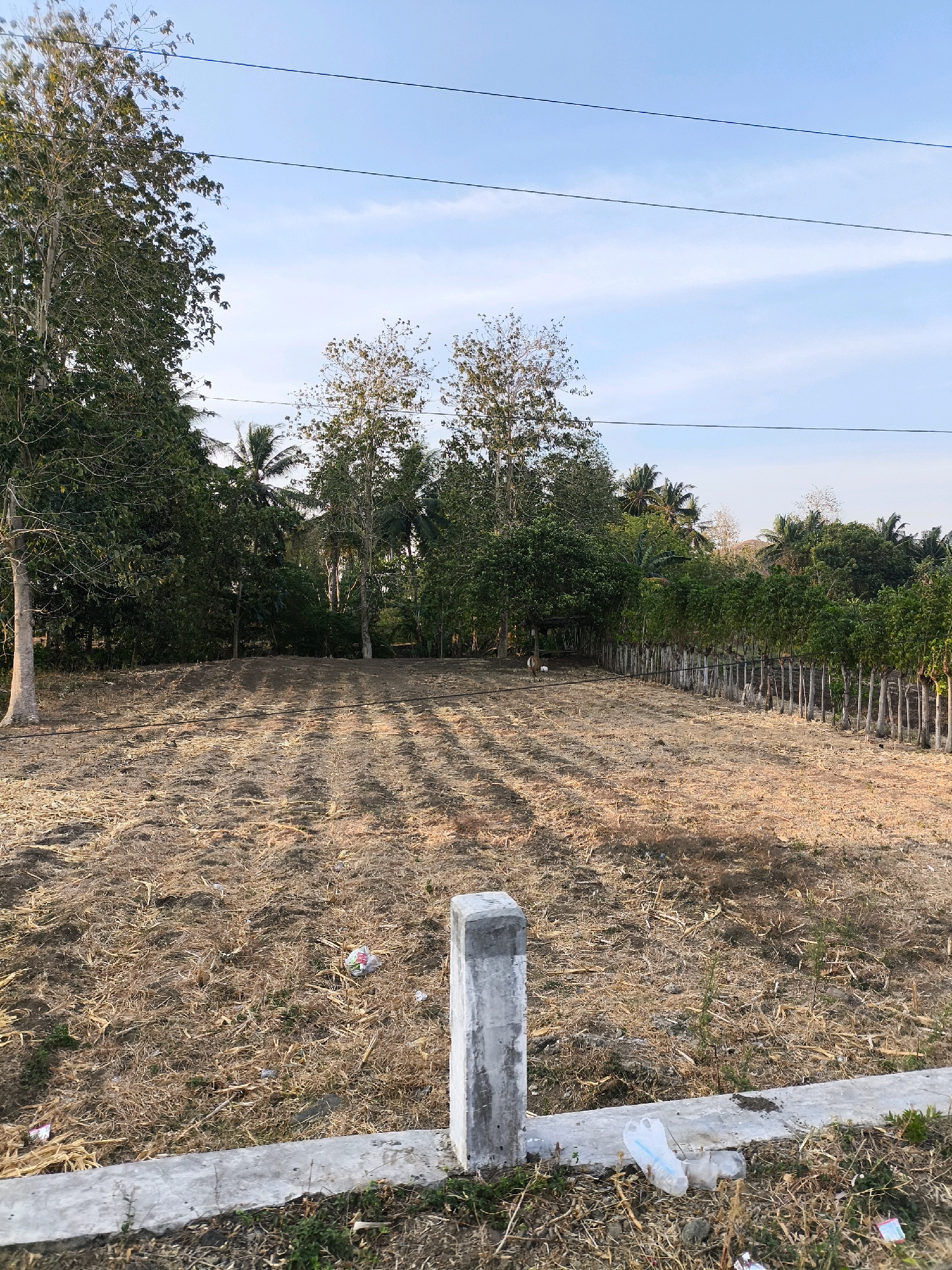 An outdoor, full shot captures a cleared patch of land with dry, straw-like vegetation. In the foreground, a concrete post stands near a concrete curb, both adorned with scattered plastic bottles and wrappers. Rows of short, bare trees form a fence-like line on the right side of the frame. Behind the trees, a dense line of taller, leafy trees creates a natural backdrop. The sky above is a clear blue, with thin, wispy clouds and three parallel power lines stretching horizontally across the upper portion of the image. The overall scene suggests a rural or undeveloped area.