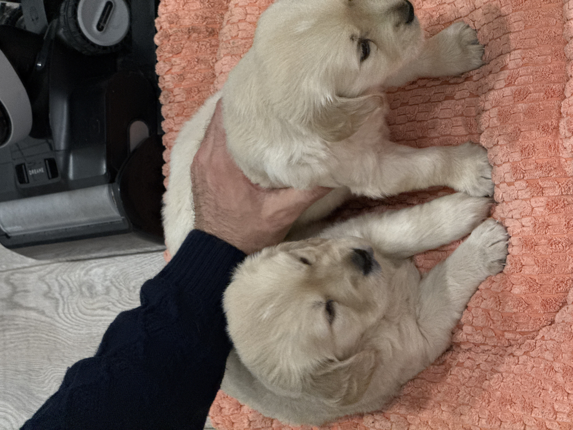 The scene depicts two light-colored Golden Retriever puppies lying on a peach-colored textured blanket. A person wearing a dark blue knit sweater is holding one of the puppies. A black and gray vacuum cleaner is partially visible in the background on the left. The location of the image is unknown and cannot be determined. There is no indication of Yerevan, Armenia.