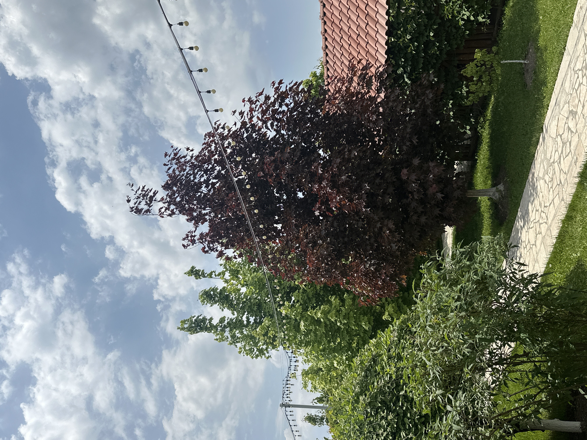 The image shows a view in Arinj, Armenia. The sky is partly cloudy. In the foreground, there is a green bush. Behind the bush, there are two trees; one is green and the other is maroon. A string of lights hangs between the trees. To the right, a building with a red tile roof is visible. A stone path is visible in the right part of the image, with grass growing on either side.