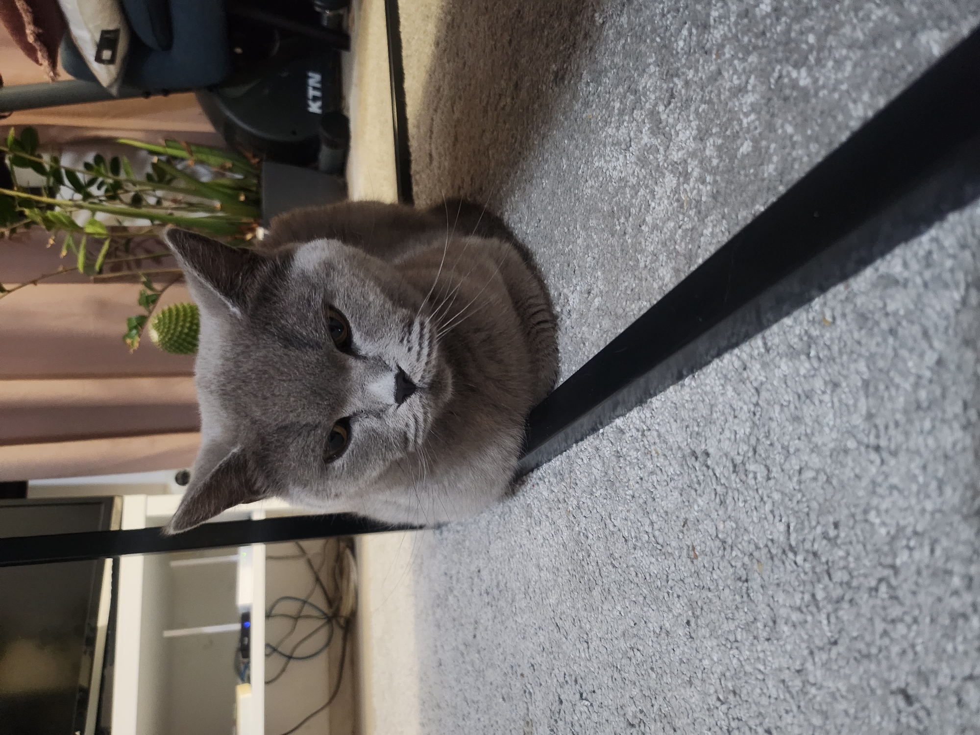 A grey cat is lying on a grey carpet with a black metal bar in the foreground. The cat's head is facing the camera, and its body is tucked underneath it. In the background, there is a plant, a curtain, and some exercise equipment with the brand "KTN" visible. The scene is indoors. There is no indication of the city of Tsarevo, Bulgaria.