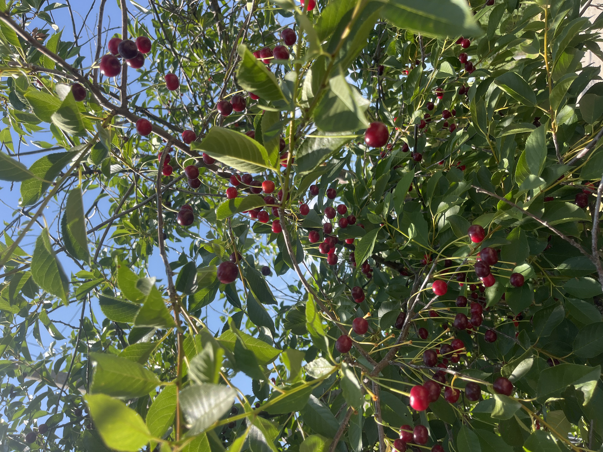 The image shows a close-up view of a cherry tree laden with ripe, red cherries. The cherries are clustered on branches, some singly and some in pairs, attached by thin stems. Lush green leaves surround the fruit, creating a vibrant contrast against the bright blue sky visible in the background. The scene appears to be outdoors on a sunny day. The image was taken in the city of Chernivtsi, Ukraine, suggesting this is likely a natural setting within or near the city. There are no people or specific actions depicted, only the natural state of a fruit-bearing tree.