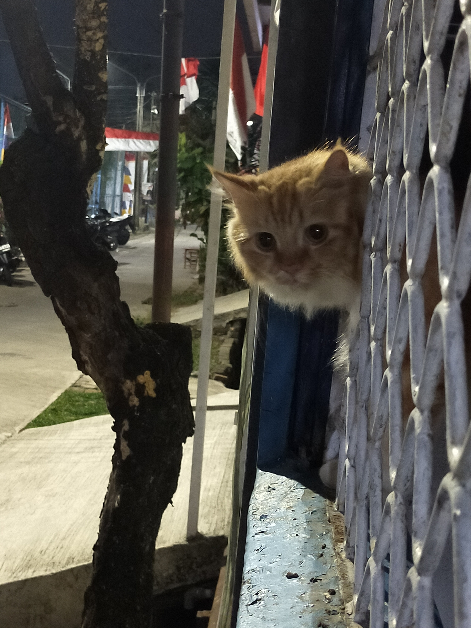 An orange tabby cat with white fur on its chest and muzzle peeks through a white metal grate. The cat is positioned to the right of a dark, rough-barked tree. In the background, there are several flags with red and white elements, suggesting a possible national holiday or event. The scene appears to be outdoors, possibly in a residential area or street in Tambun, Indonesia, given the presence of flags and the general urban setting. The lighting suggests it is nighttime or dusk.