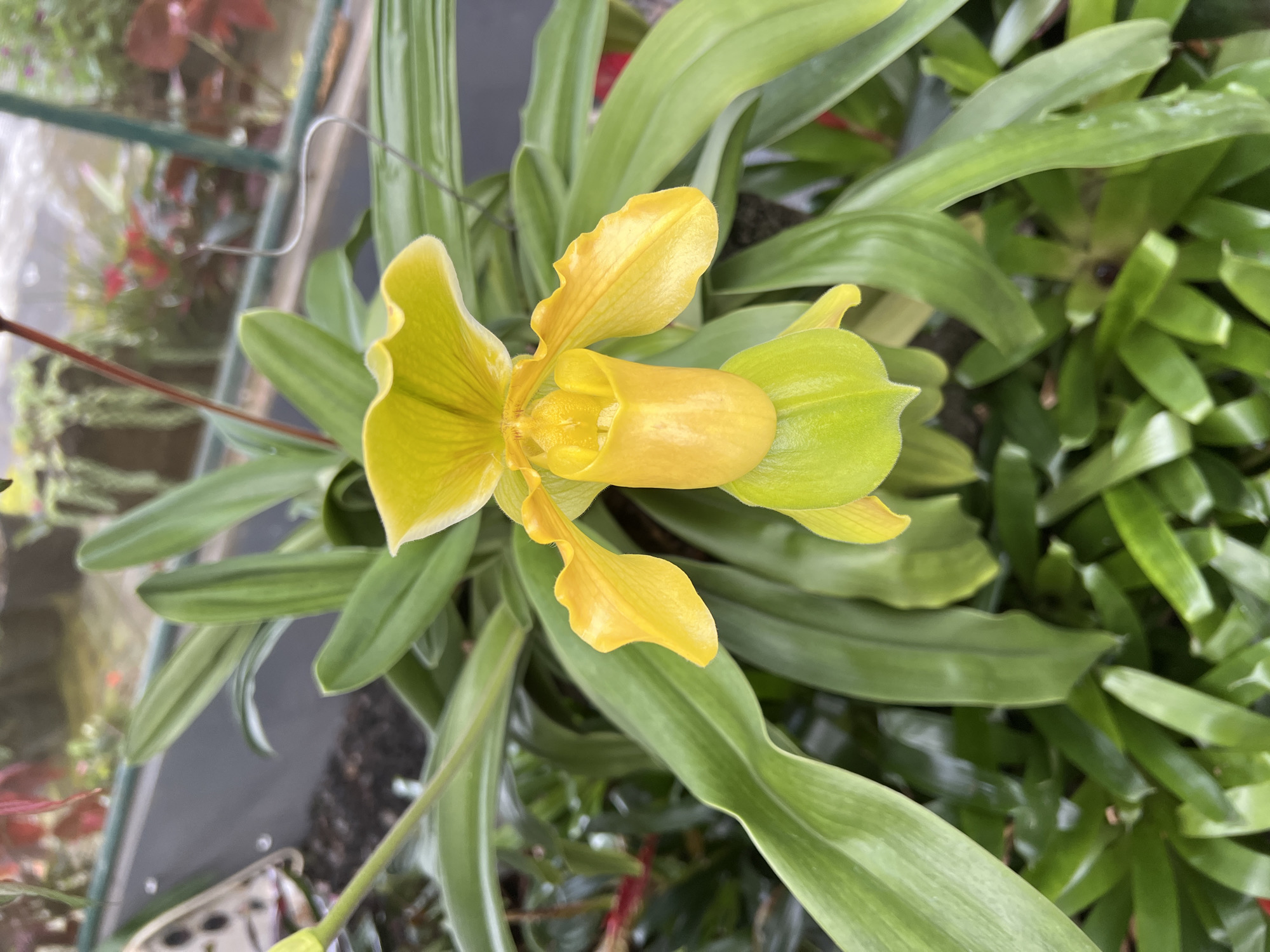 A single, vibrant yellow Paphiopedilum (slipper orchid) flower is centered in a close-up, vertical shot. The bloom features a prominent bright yellow dorsal sepal and two lateral petals extending outwards, all displaying subtle vein patterns. Below these, a distinct, deeply cupped labellum, or pouch, transitions from yellow at the top to a lighter lime green at its base. The orchid is surrounded by its own long, lanceolate, medium-green leaves, forming a dense cluster. The background consists of blurred green foliage from other plants, some exhibiting reddish tones, against indistinct grey and dark green structural elements, possibly planters or parts of a greenhouse frame. A thin, grey wire or support is visible extending downwards from the upper right background. Dark, moist soil or potting medium is partially visible beneath the plant's leaves in the lower left. The scene is evenly lit, indicative of an indoor or shaded environment within a cultivated setting, located in Candikuning, Indonesia. No human figures or overt actions are present.