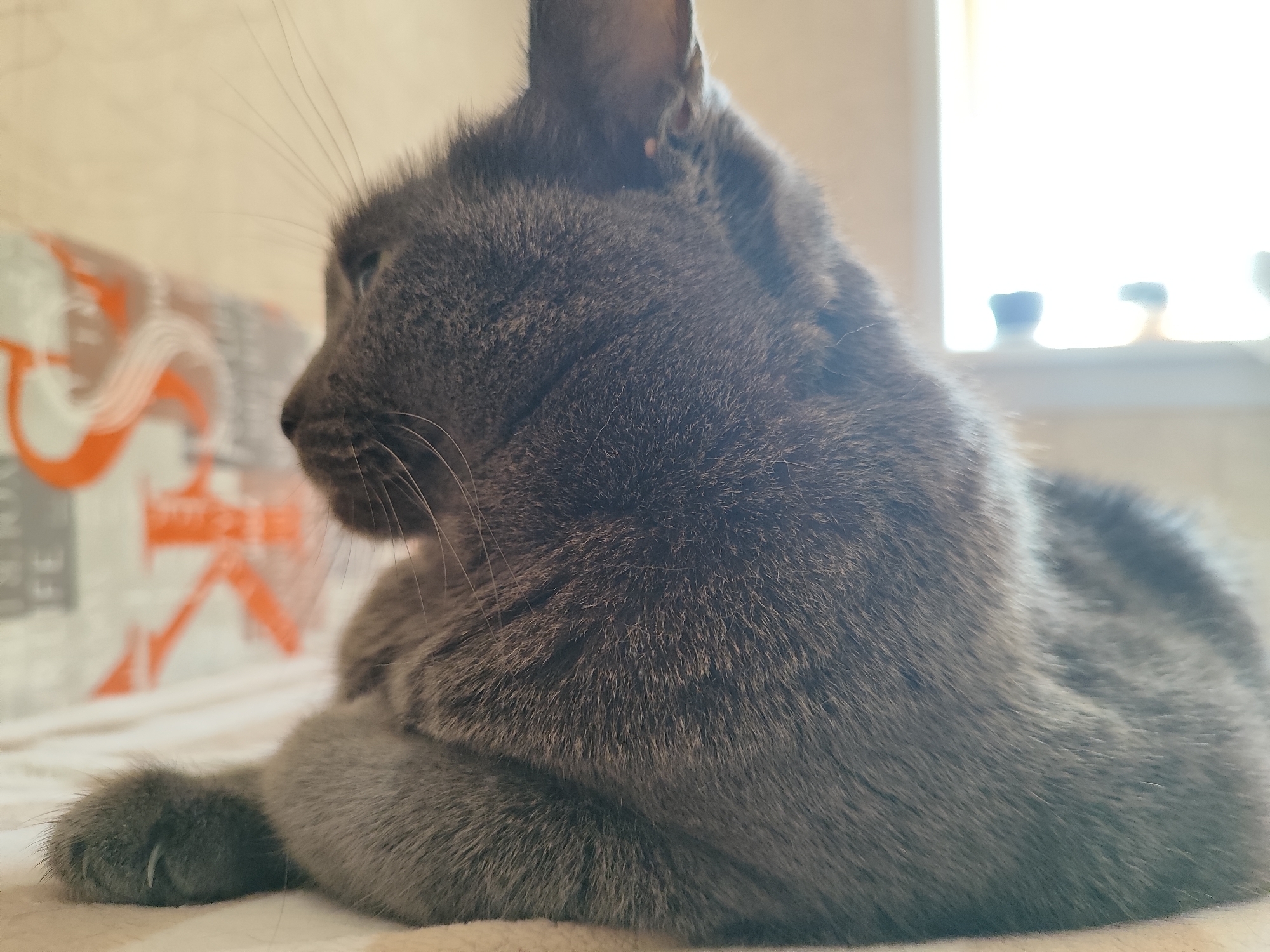The image shows a close-up of a gray cat lying down, with its paws tucked underneath its body. The cat is facing left, with its head turned slightly to the side. The background is blurred, but appears to be an indoor setting with a window and some decorative items on a shelf. There is also a hint of a patterned surface to the left of the cat. No specific location in Pavlodar, Kazakhstan, can be identified from the image.