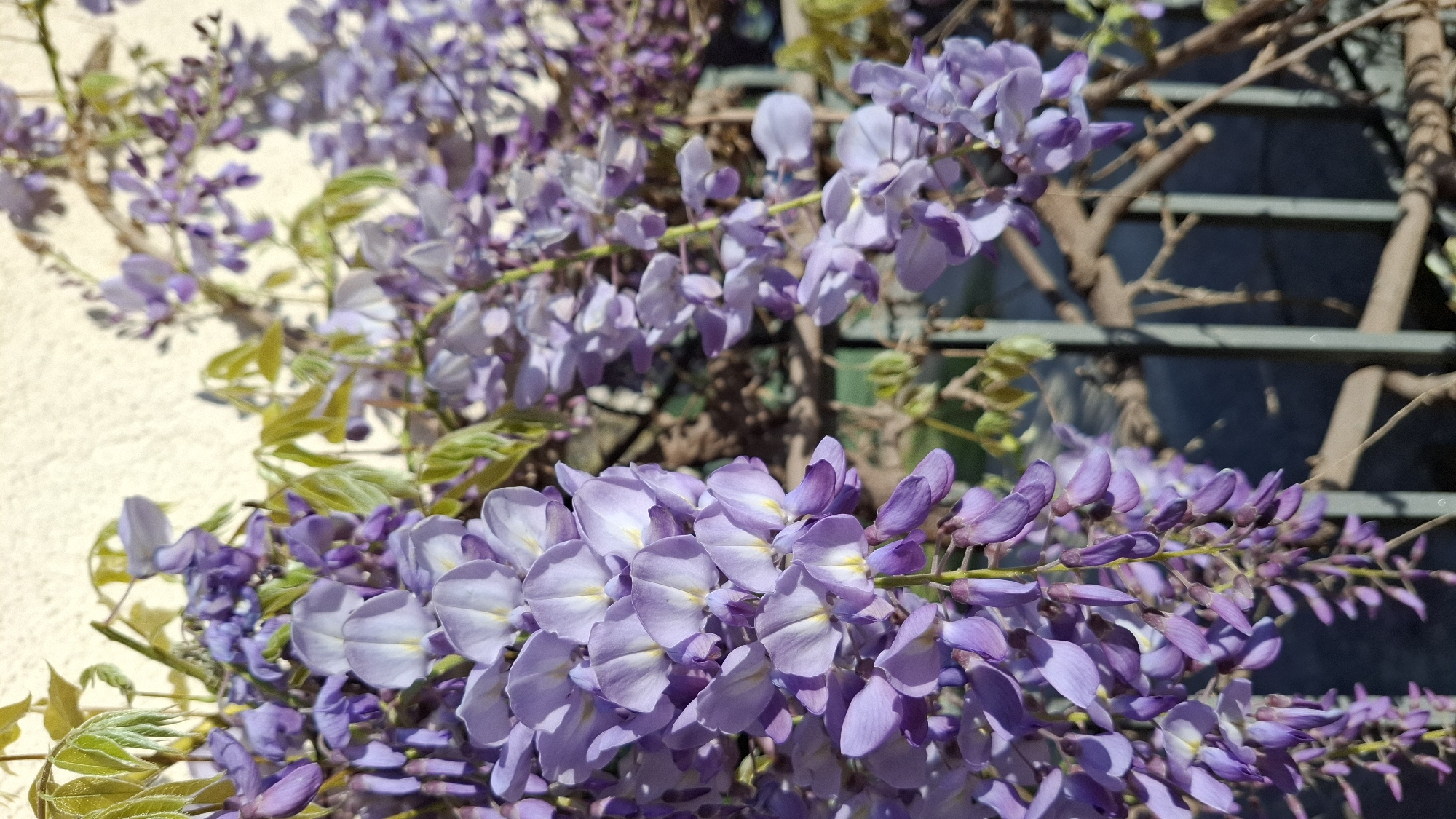 The image shows blooming wisteria flowers. The blossoms are a light purple color. The flowers appear to be growing on a vine that is climbing either a wall or a trellis. A light colored wall is visible in the background, along with parts of what appears to be a green metal trellis. The exact location of the image in Budva, Montenegro cannot be determined from the image alone. There are no people present in the picture.