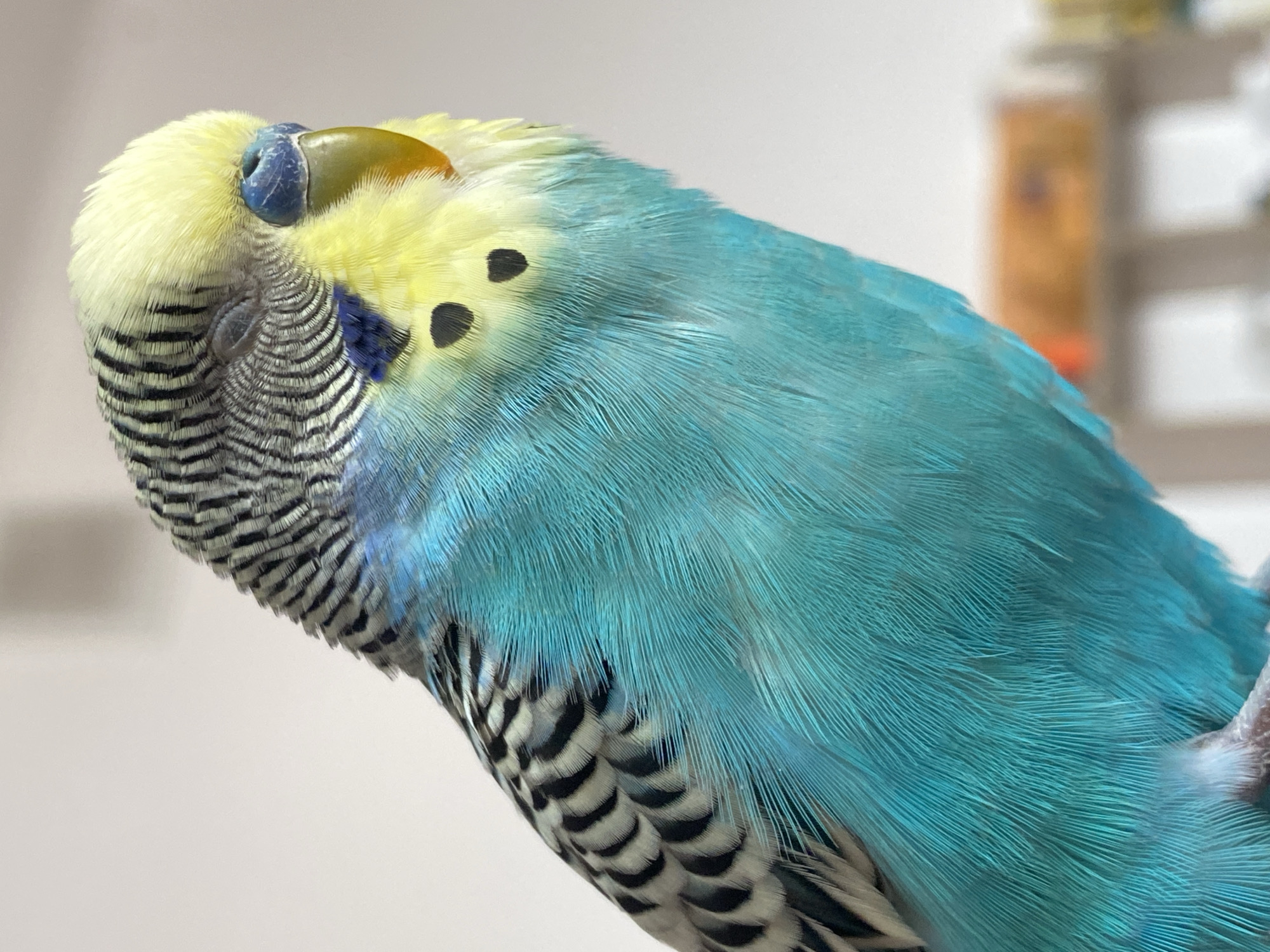 The image shows a blue and yellow budgie with its head tucked under its wing. The feathers on its head are mostly yellow, while its body feathers are blue. The bird has black markings on its head and wing. The background is a blurry white.