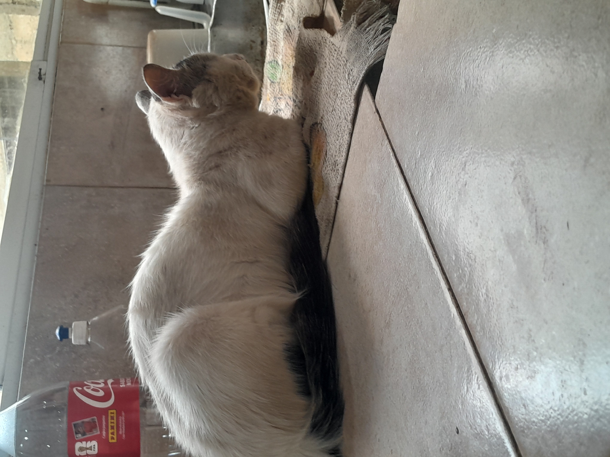 A light-colored cat with dark markings on its tail and ears sits on a tiled surface. The cat is facing away from the camera, looking towards a window. Next to the cat is a partially visible Coca-Cola bottle with a red label that says "Coca-Cola". The bottle also has images of soccer players, possibly Panini stickers. The tiled floor appears to be in an indoor setting, possibly a kitchen or hallway. The lighting suggests it is daytime. There are no people visible in the image. The overall scene is casual and domestic.