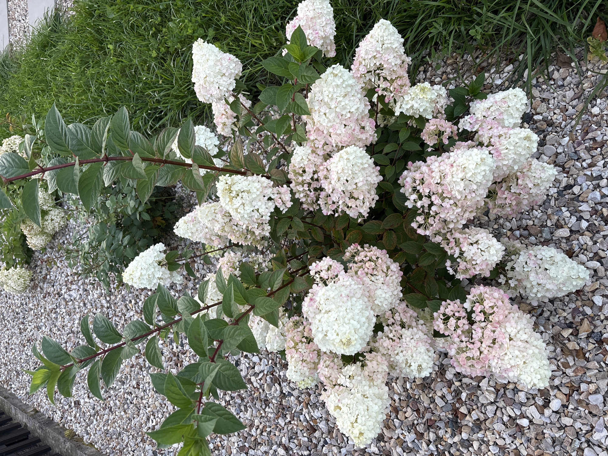 An outdoor medium shot captures a flowering plant with large white and pink conical flower clusters, set against a backdrop of gravel and green grass. The plant's stems are dark red, and its leaves are a deep green. The gravel appears to be a mix of small, light-colored stones. The grass on the right side of the image is vibrant green and appears to be slightly overgrown. The scene is well-lit, suggesting it was taken during daylight hours. There are no people or animals visible in the image. The location is Zvenigorod, Russia.