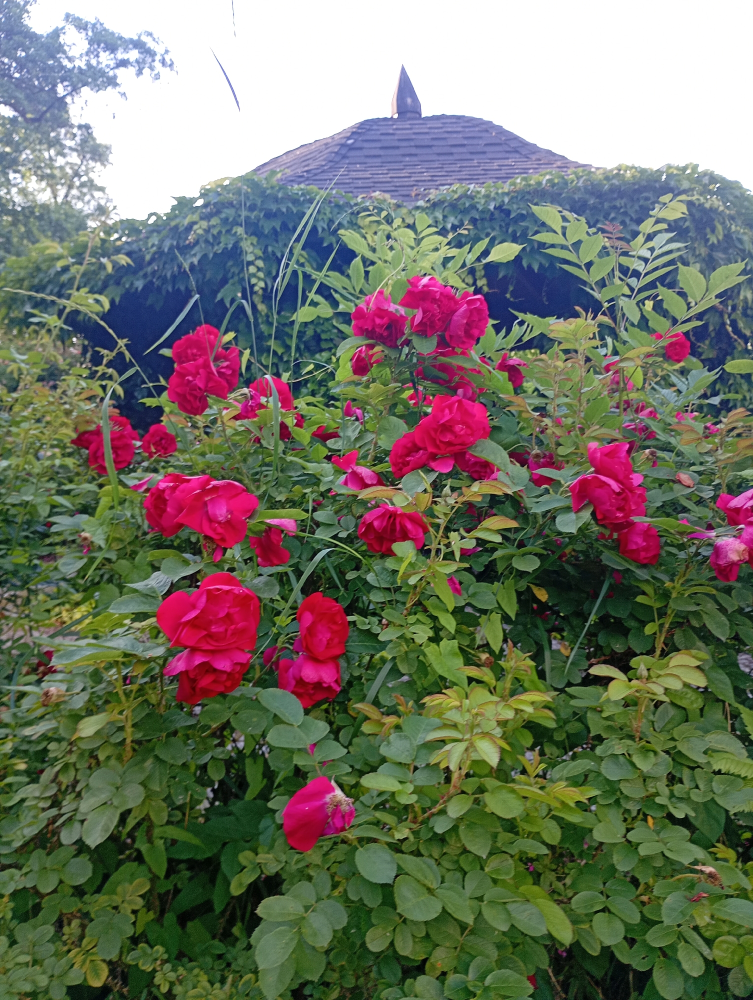 A medium shot captures a dense bush of vibrant pink roses in full bloom, with some buds and wilted flowers also visible. The roses are the primary focus, occupying the majority of the frame and extending towards the foreground and midground. Behind the roses, a dark green, leafy vine covers a structure that appears to be a gazebo or a small, covered pavilion. The roof of this structure is visible at the top, characterized by dark, shingled tiles and a pointed finial. The background is a bright, overcast sky with the blurred silhouettes of trees on the left. The scene is likely situated in a garden or park setting within the city of Międzyrzecz, Poland, given the presence of manicured flora and architectural elements typical of such locations. There are no people or animals present in the image, and no specific actions are depicted beyond the natural state of the blooming flowers and surrounding vegetation. The lighting suggests it is daytime with diffused sunlight.