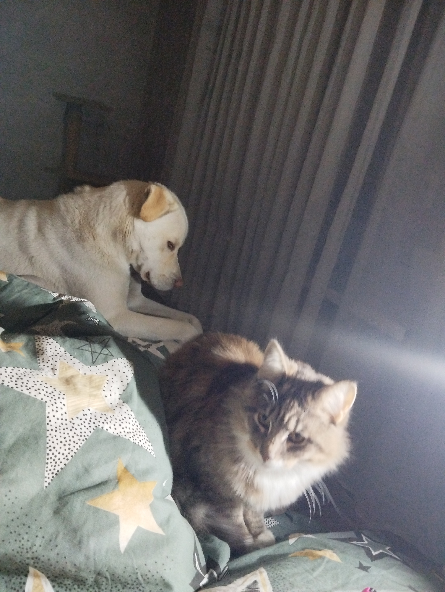 A medium-shot captures a domestic scene indoors featuring a dog and a cat. The dog, a light-colored canine with a tan ear, lies horizontally on bedding with a green star pattern. It is positioned in the upper left of the frame, its head oriented towards the lower right. Below the dog, to the right, sits a fluffy cat with predominantly brown and grey fur. The cat is facing forward, its gaze directed towards the viewer. The background includes vertically aligned fabric, suggestive of curtains or drapes. The setting appears to be a private residence. There is no indication of the location being the city of Grishanki, Russia.