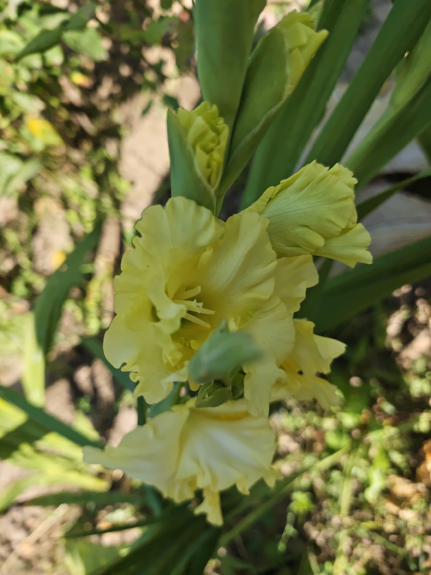 In Parkhomivka, Ukraine, a close-up shot captures a cluster of yellow gladiolus flowers blooming in a garden. The flowers, with their ruffled petals and prominent stamens, are the central focus. The background is blurred, showing green foliage and patches of soil, suggesting an outdoor setting on a sunny day. The image is taken from a slightly elevated angle, looking down at the flowers.