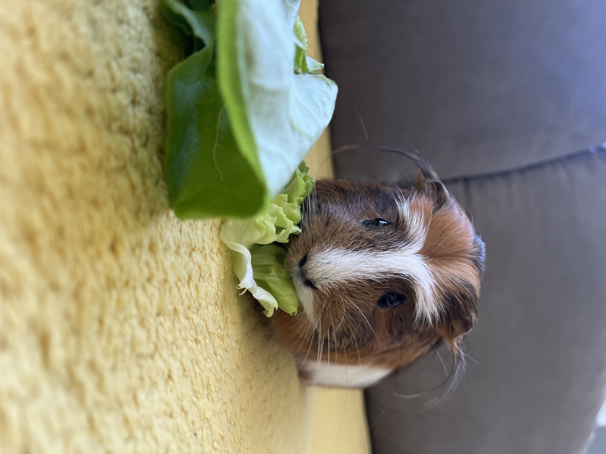 A close-up, low-angle shot captures a guinea pig actively eating lettuce in an indoor setting. The guinea pig, with prominent white and brown patches of fur mixed with darker brown, is the central subject, positioned on a soft, textured yellow surface, which could be a blanket or furniture. It is intently nibbling on a fresh green lettuce leaf, which is held close to its mouth. Its small, dark eyes are visible, along with its long, white whiskers that fan out from its snout. The focus is sharp on the animal and the food. In the softly blurred background, a dark, upholstered piece of furniture, possibly a sofa or chair in shades of brown or gray, can be seen. The ambient lighting suggests it is daytime. The guinea pig appears content and engrossed in its meal. There is no visible text.