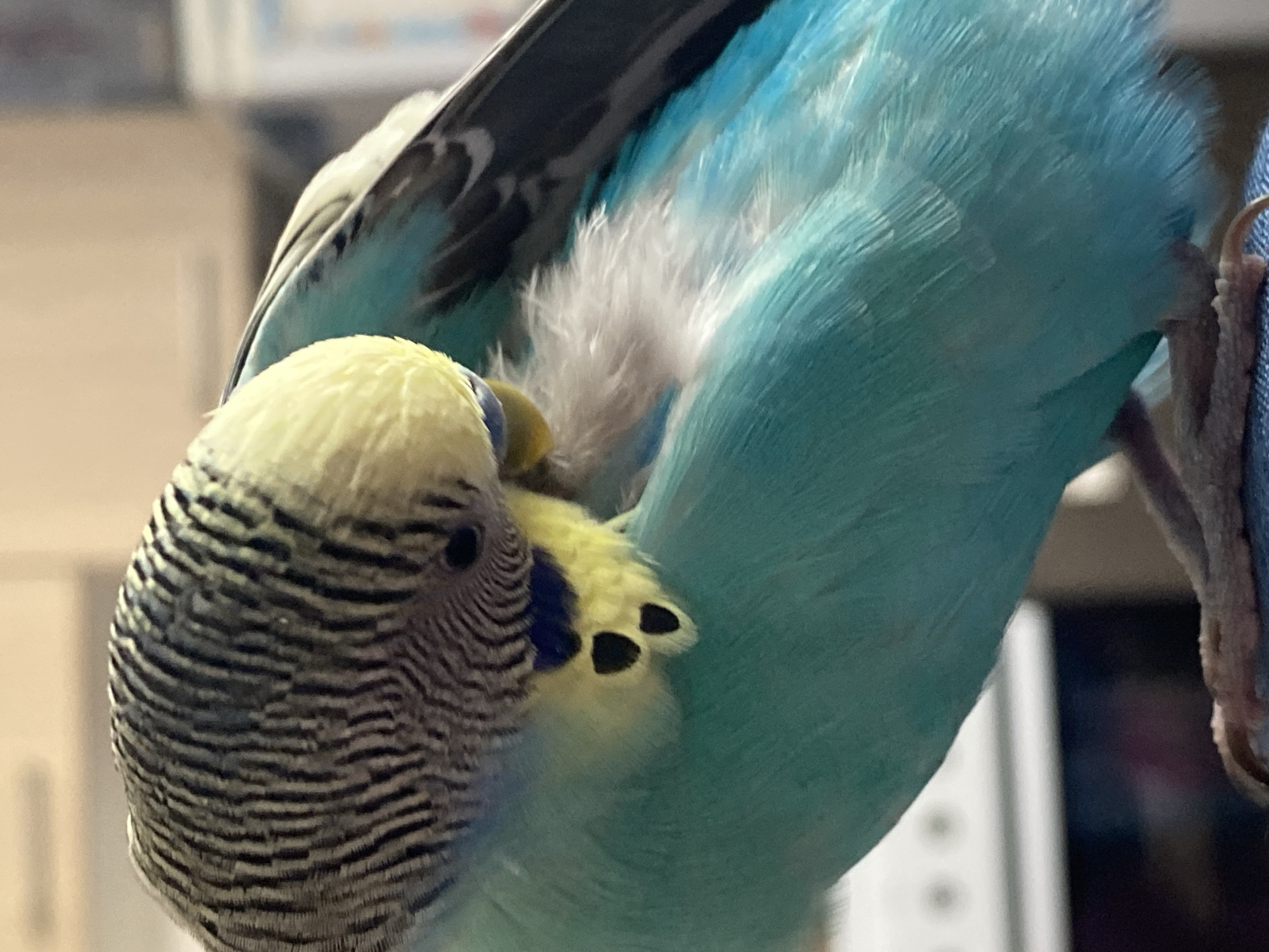 A close-up shot shows a budgerigar, also known as a parakeet, preening its feathers. The bird has a yellow head with black striations, a blue cheek patch, and teal feathers on its body. The bird is facing left and is holding its wing up to preen under it. The background is blurry, with light-colored cabinets visible.