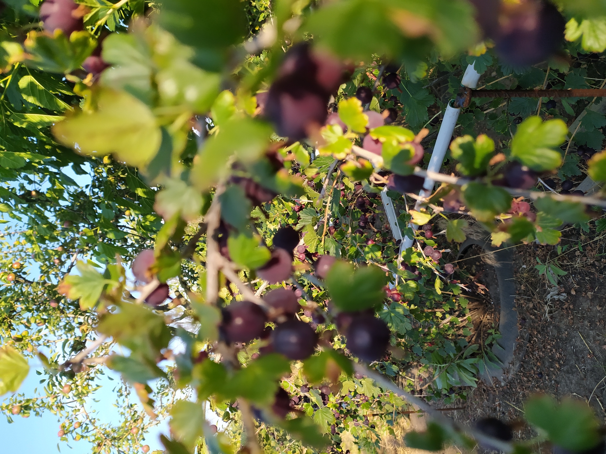 In the city of Baraboi, Ukraine, a gooseberry bush is laden with ripe, dark purple berries. The foreground is dominated by out-of-focus branches and leaves, with several berries visible. In the background, a fuller view of the gooseberry bush reveals more berries and green leaves, bathed in natural sunlight. The bush is partially supported by a white pipe and a rusty metal stake. The ground beneath the bush is covered with dry leaves and soil, and a discarded tire forms a circular border around its base. The sky is visible in the upper left corner, appearing clear and blue.