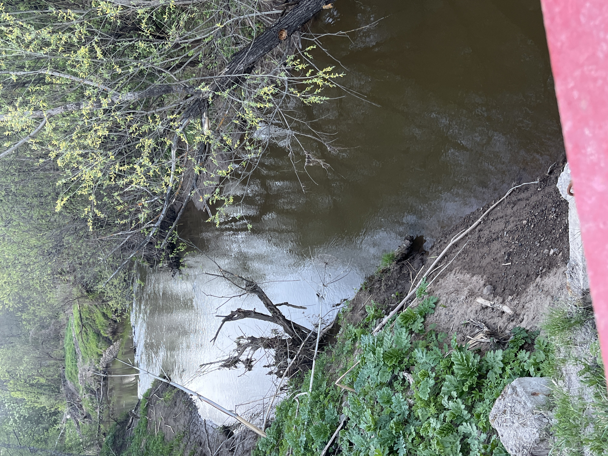 The image depicts a view of a small, slow-moving river or creek in Сосново, Russia, taken from an elevated position, possibly a bridge. The water is murky and brown, reflecting the sky. The riverbanks are earthen and covered with vegetation, including young green trees and bushes. Some dead branches and logs lie partially submerged in the water. The river curves slightly, and the opposite bank is visible in the distance, also lined with green foliage. A portion of a red structure, possibly part of the bridge or an adjacent building, is visible in the upper right corner of the image. The scene appears to be a natural area within or near the city.