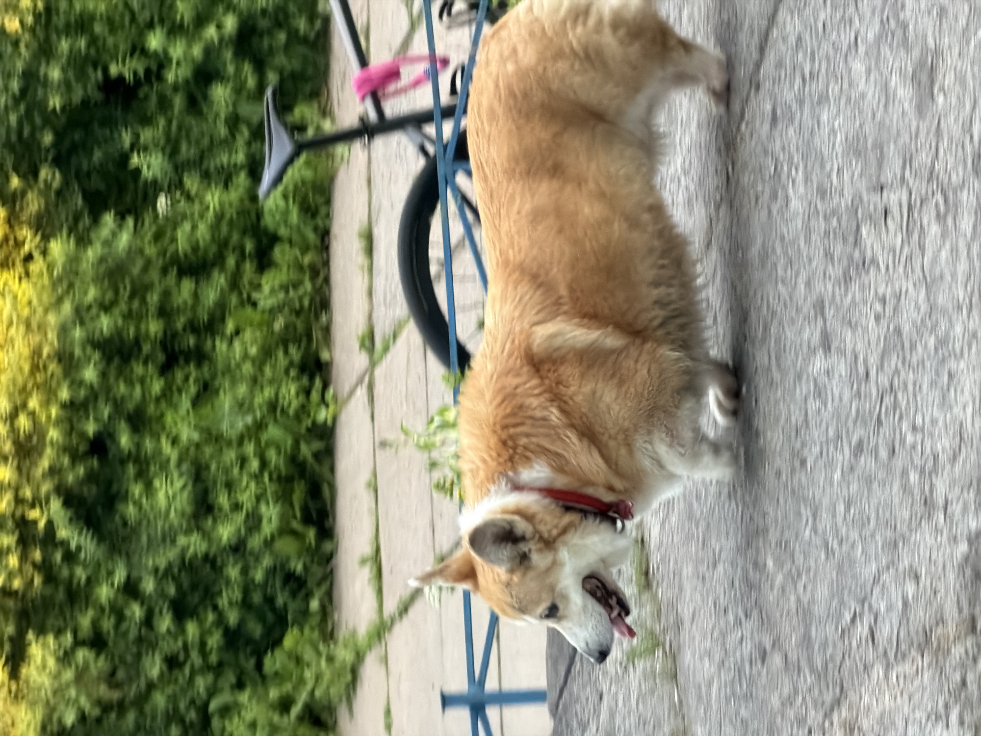 A Pembroke Welsh Corgi with tan and white fur walks on a paved surface in Saint Petersburg, Russia. The dog is wearing a red collar and appears to be panting. In the background, a bicycle with a pink accessory leans against a blue fence. Lush green foliage forms a dense hedge behind the fence, with some yellow blossoms visible at the top. The lighting suggests it is daytime.