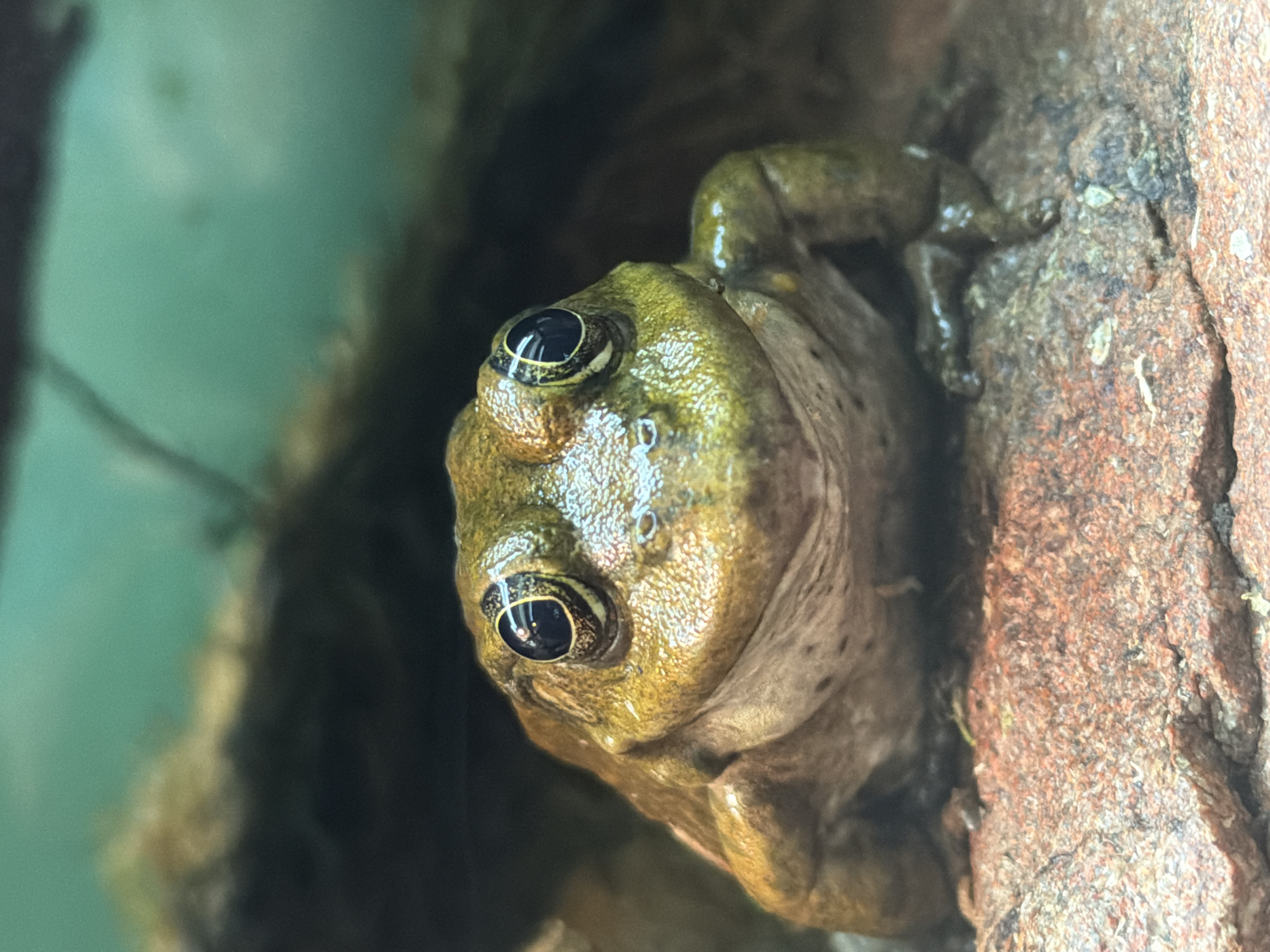 A close-up, head-on, eye-level shot features a green and brown frog with large, prominent eyes, sitting on a reddish-brown rock. The frog's skin is textured and appears slightly moist. Behind the frog, the background is dark and out of focus, with a hint of turquoise water or glass visible in the upper right portion. The environment suggests an enclosure, possibly a terrarium or aquarium. No other subjects or actions are discernible. The location is not identifiable from the image alone.