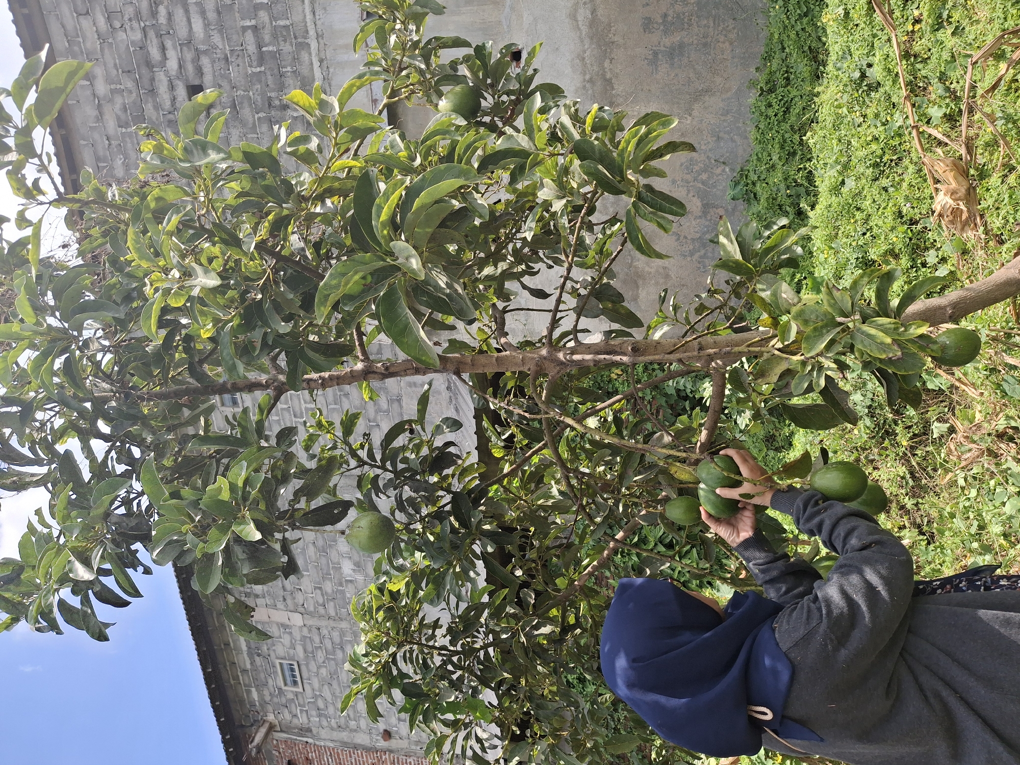 In Denok, Indonesia, a woman wearing a dark blue hijab and a gray sweater is seen harvesting avocados from a tree. She is standing on the left side of the image, holding several avocados in her hands. The avocado tree is laden with fruit, with green avocados visible on its branches. In the background, a brick building with a weathered gray facade and a corrugated metal roof stands under a clear blue sky. The ground is covered with lush green vegetation, suggesting a rural or semi-rural setting. The overall scene depicts a moment of agricultural activity in an Indonesian locale.