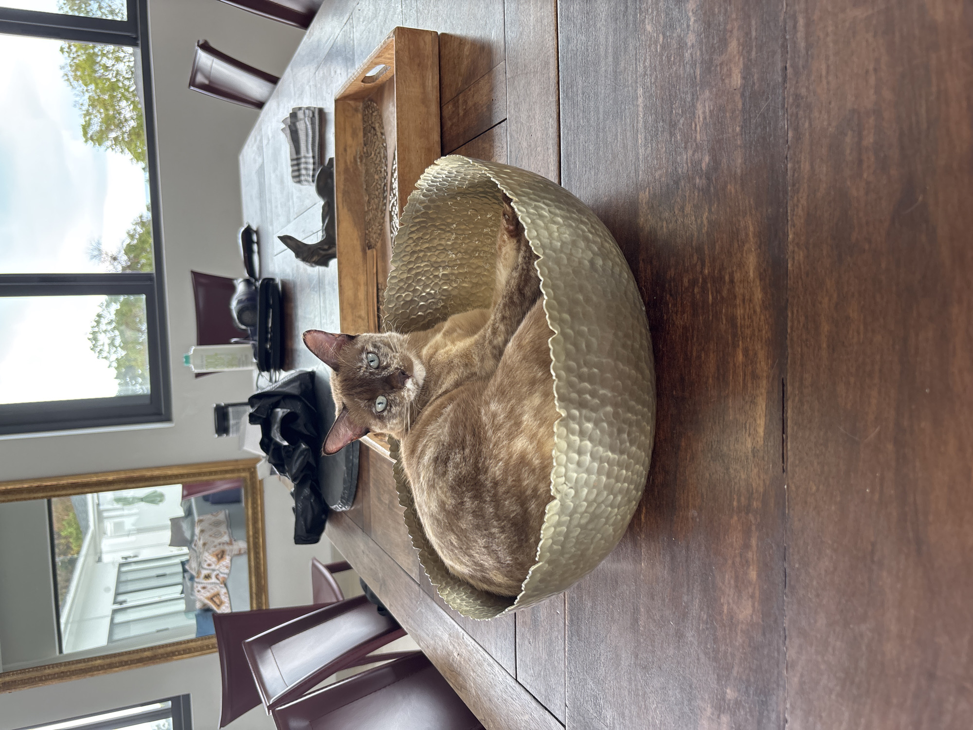 A tan cat with blue eyes is curled inside a large, hammered metal bowl on a dark wooden table. The bowl is adjacent to a wooden tray. There are dining chairs visible. A window is to the left of the frame. The scene is illuminated by natural light. In the background, other objects are visible, including a mirror, and a black bag. The image appears to be taken indoors. The location is Ban Bang Khao, Thailand.